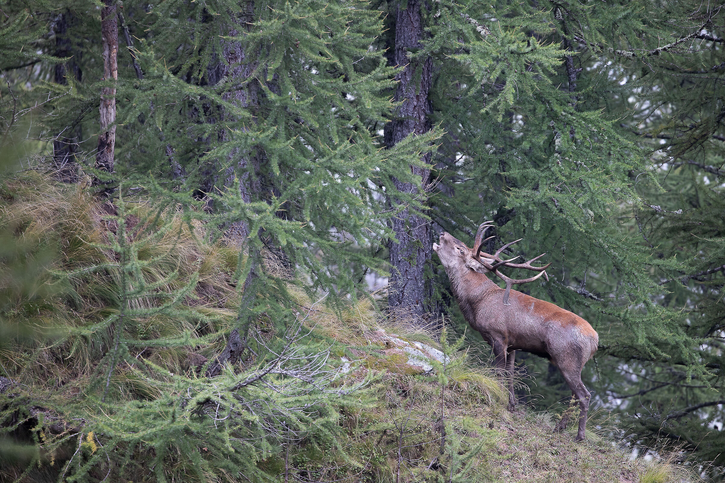 Roaring among the larches