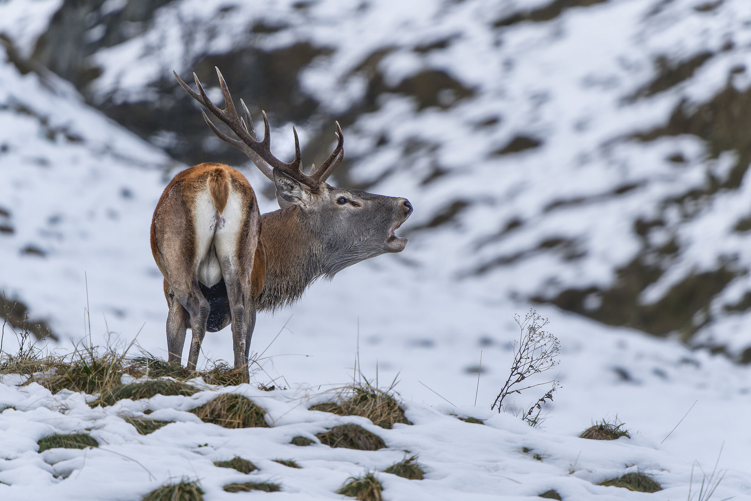 Roaring in the snow