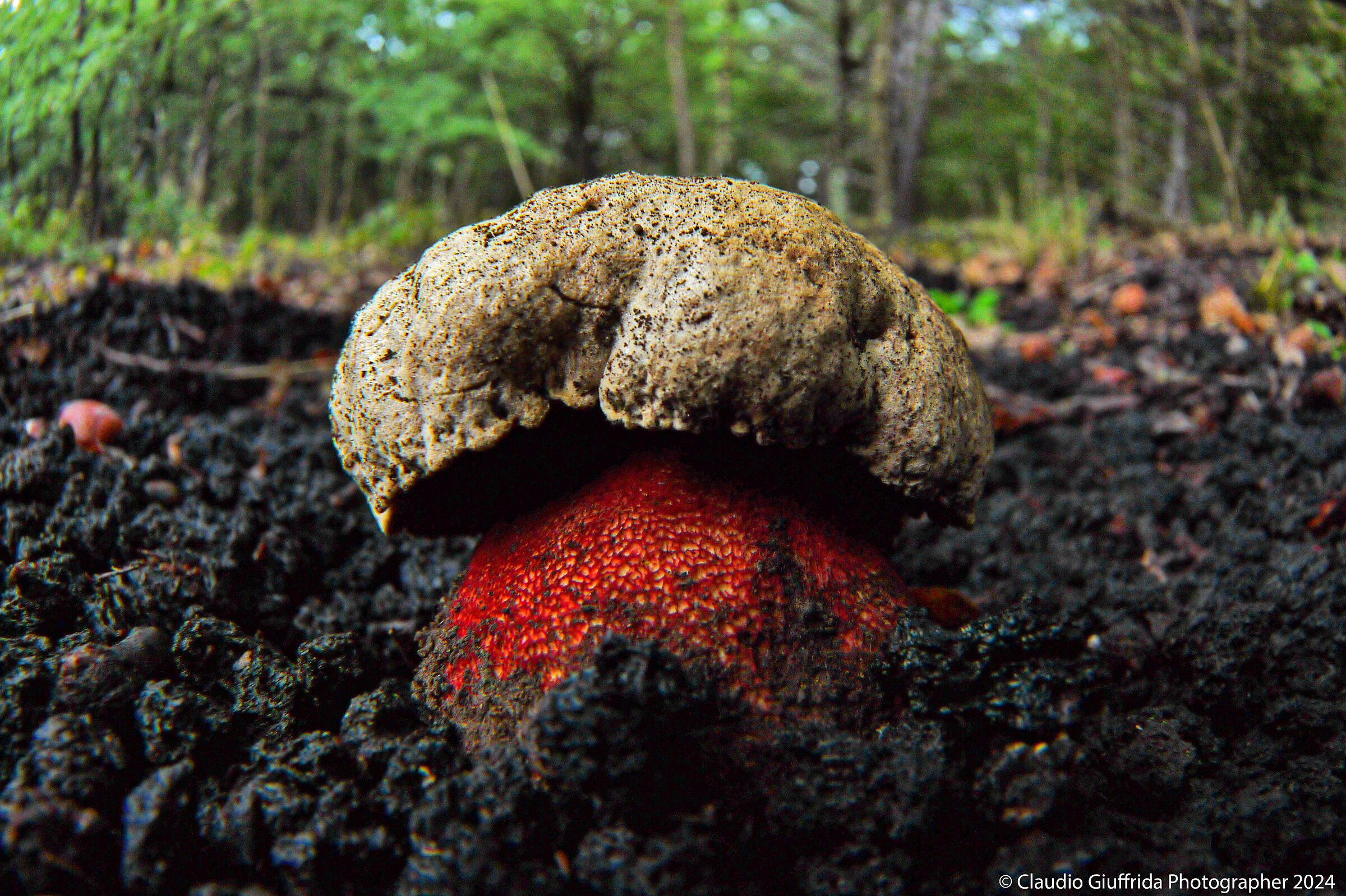 Evil porcini mushroom