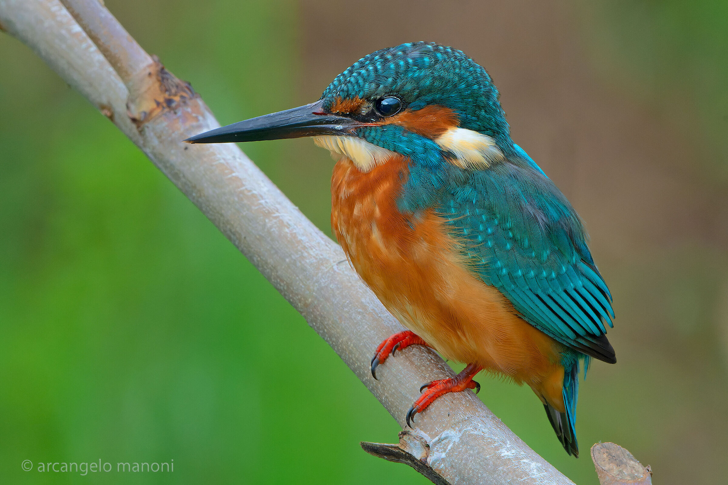 Il profilo del martino