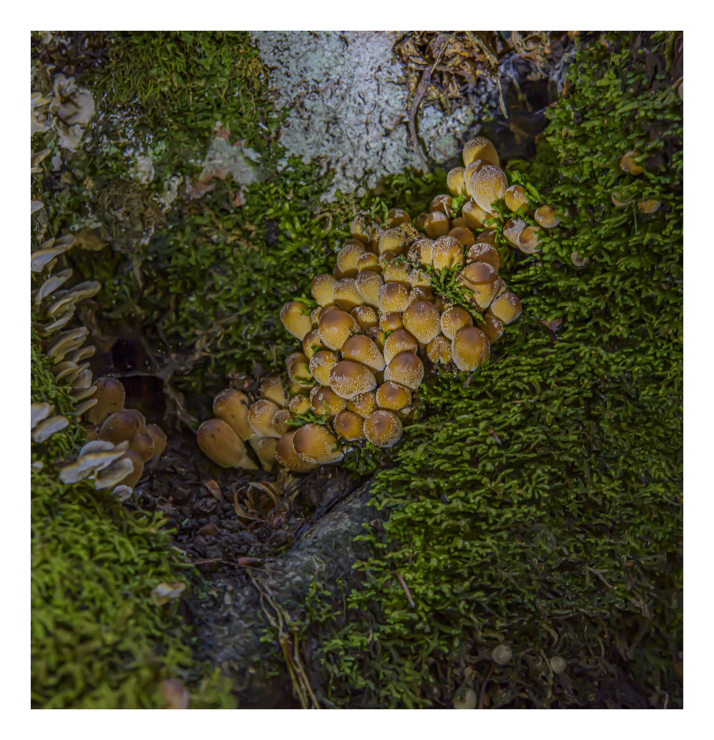 Spot di luce su funghi