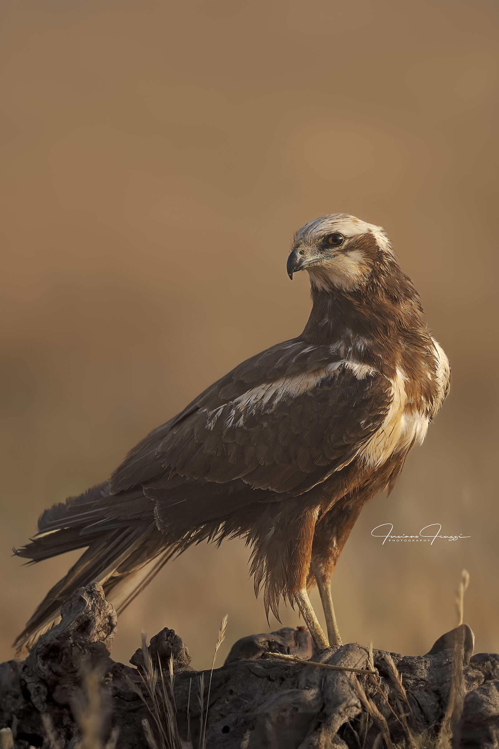 Falco di palude femmina