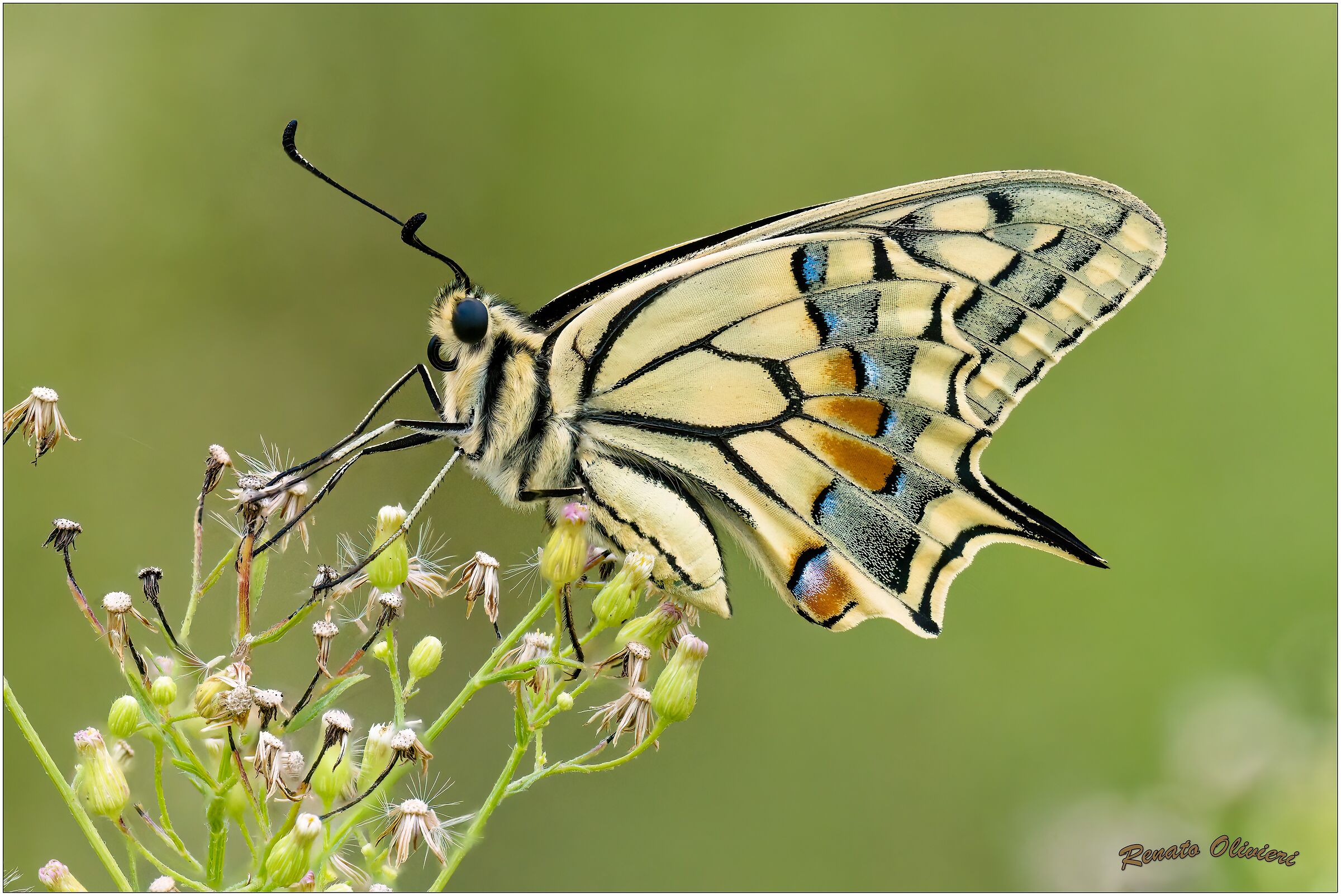 Macaone ( Papilio machaon )
