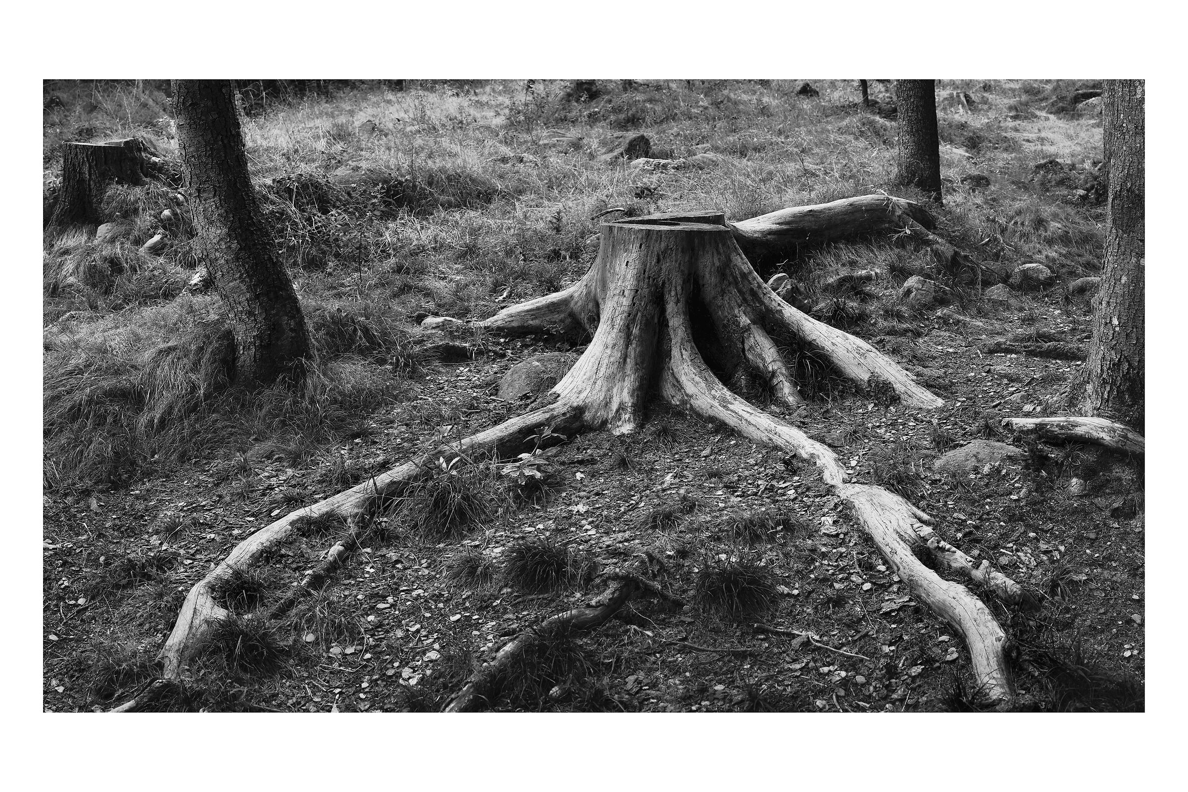Vestigia d'un albero