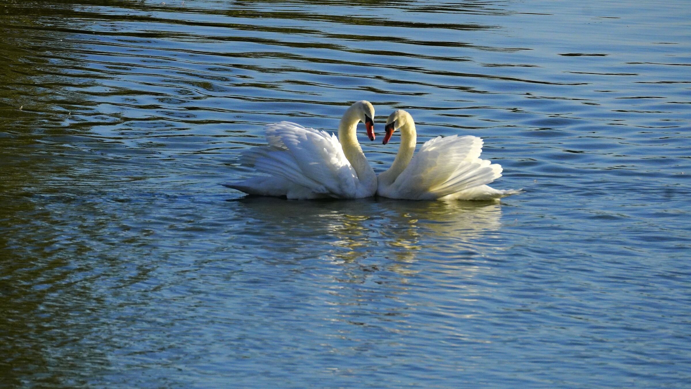 Swans in love