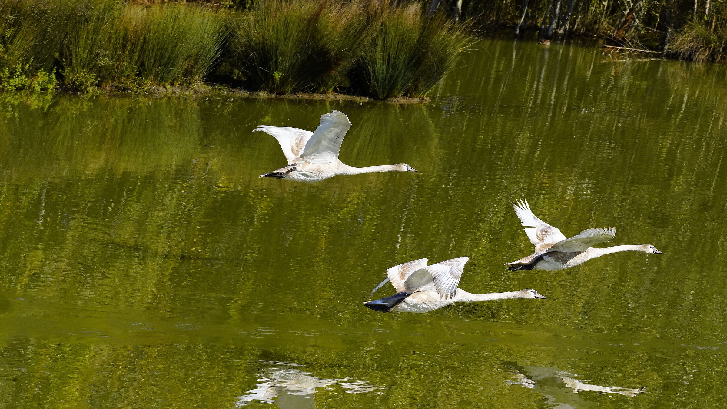 Young swans in flight