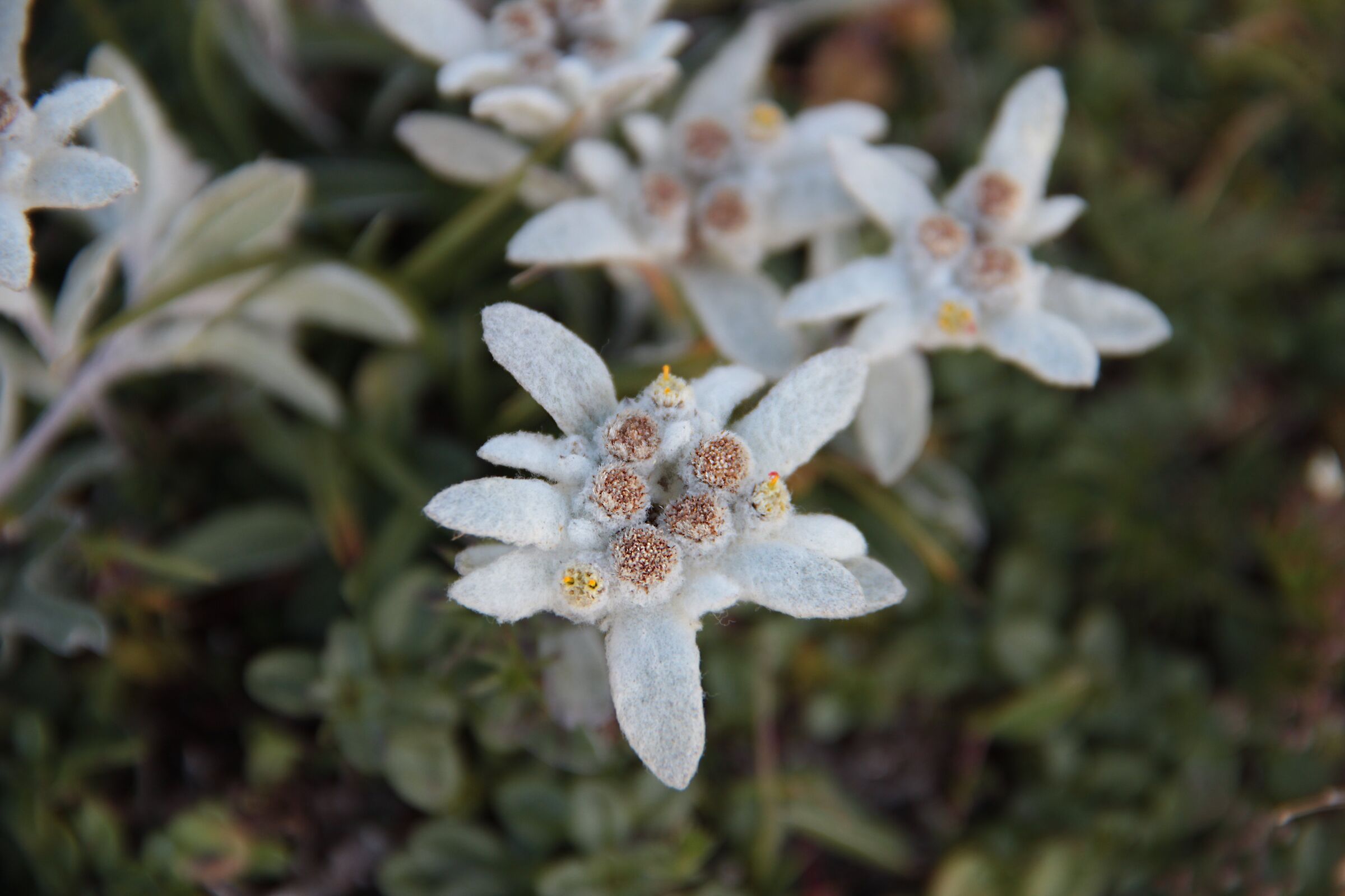 Leontopodium alpinum