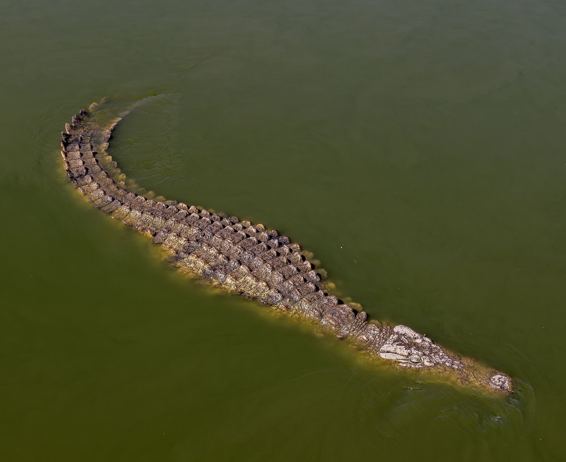 nile crocodile Madagascar