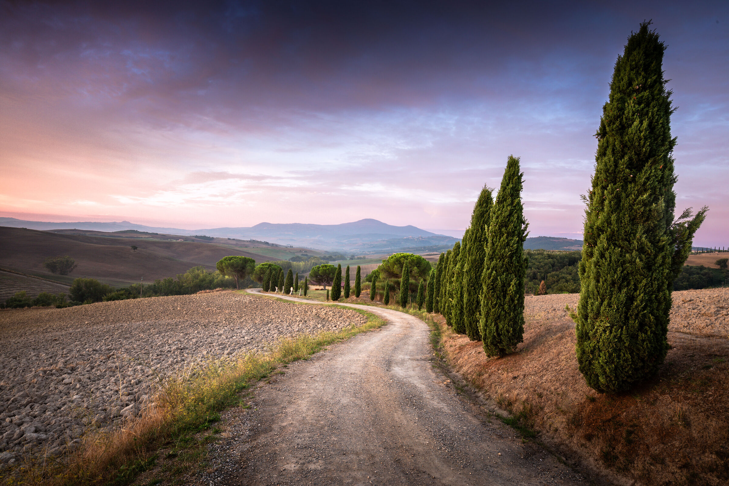 Avenue of cypresses