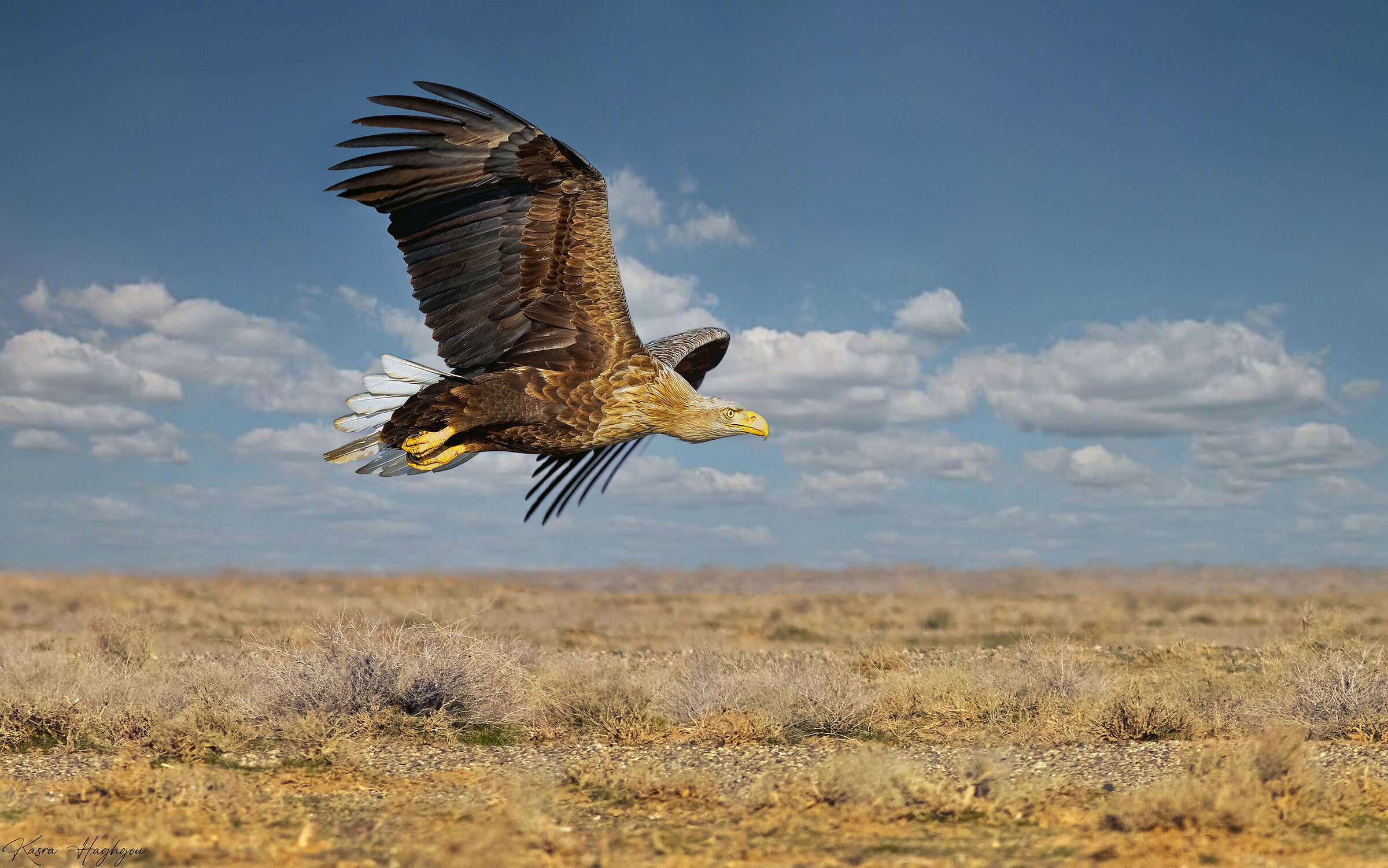 White-tailed eagle