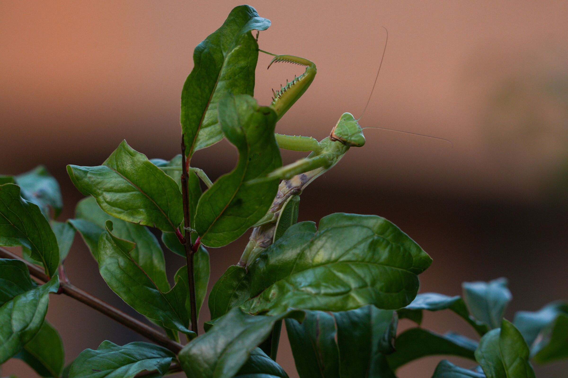 Praying mantis