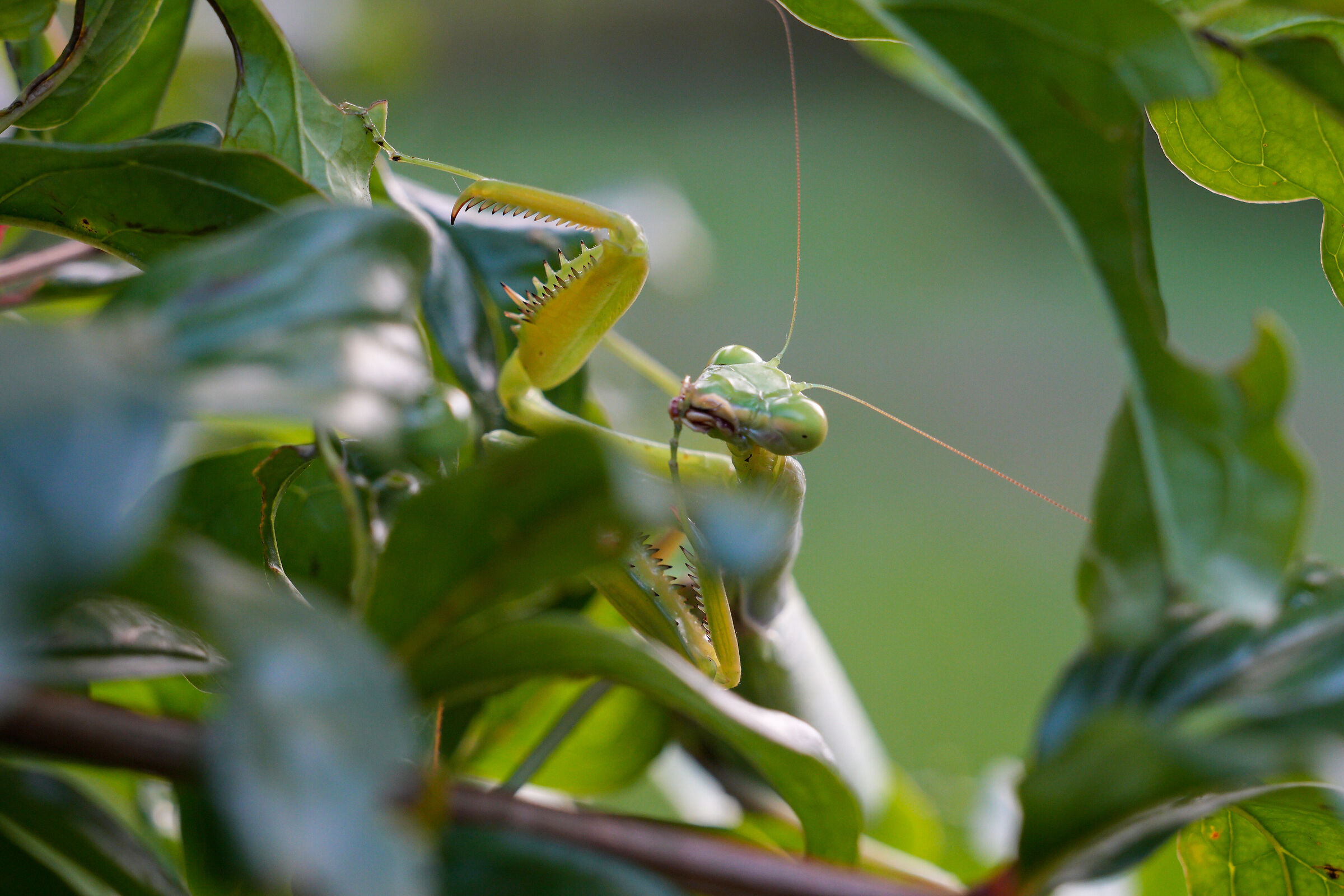 Praying mantis