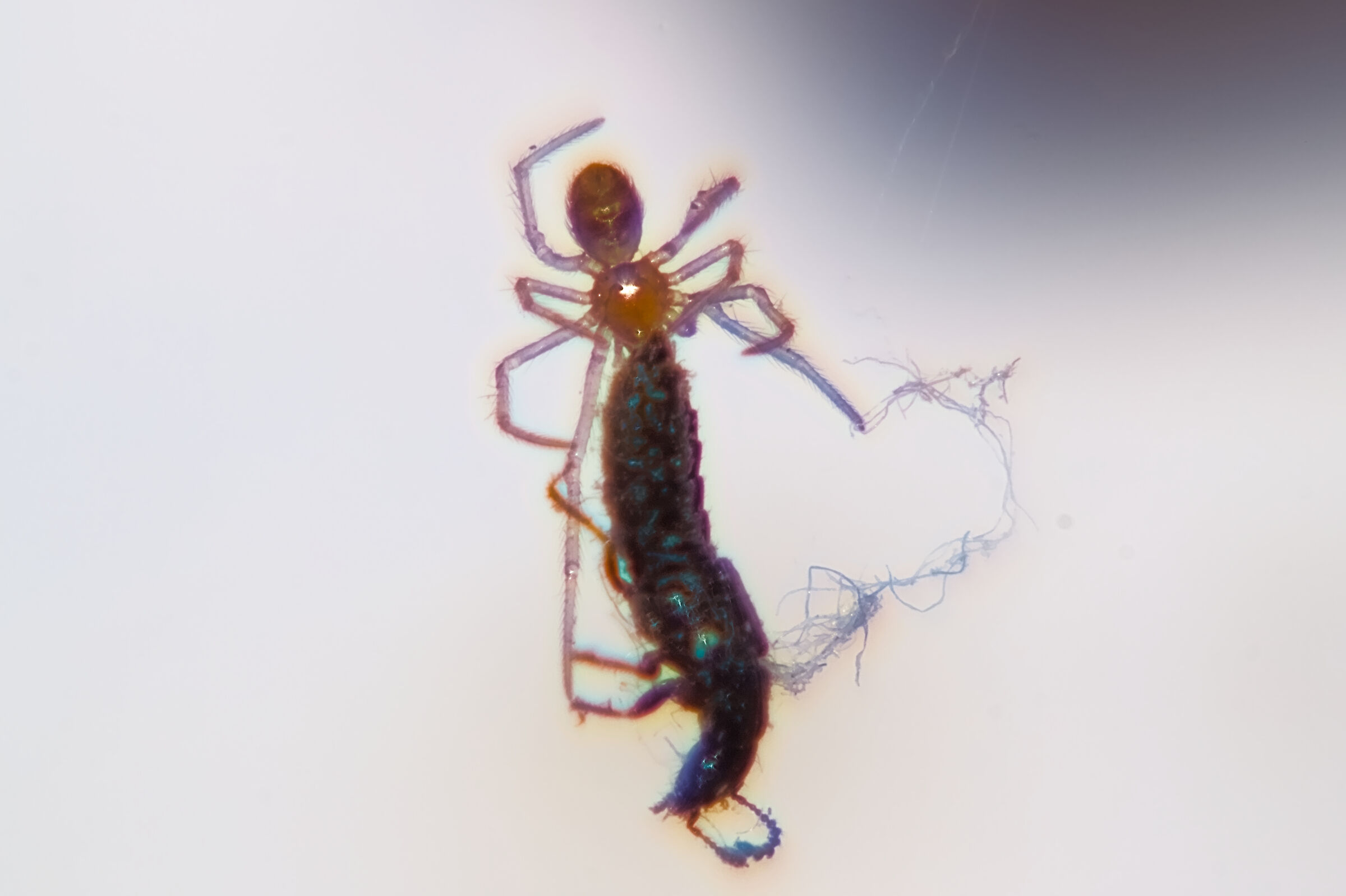 Grande preda nel piccolo mondo