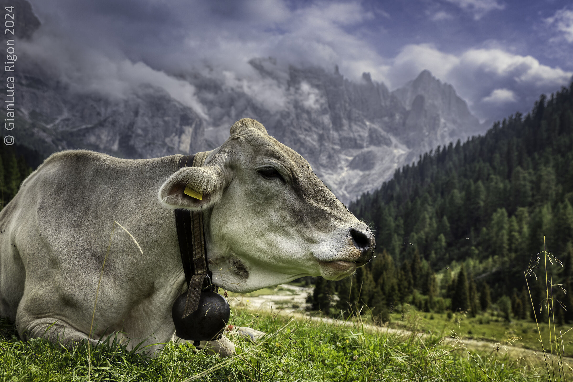Fauna della Val Venegia