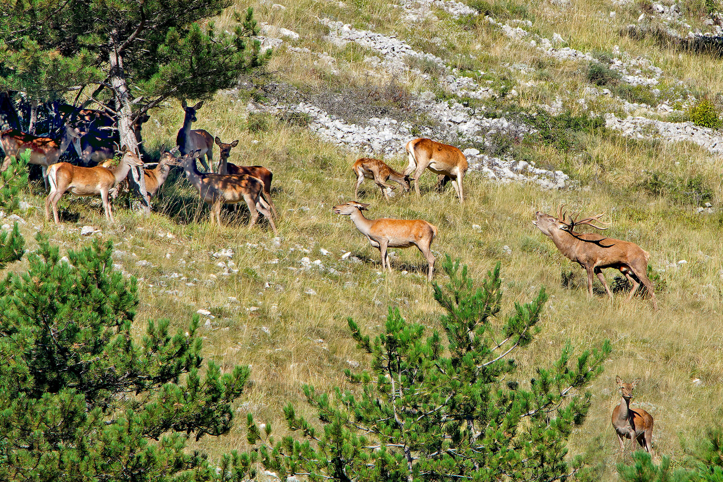 But do you want me to listen?