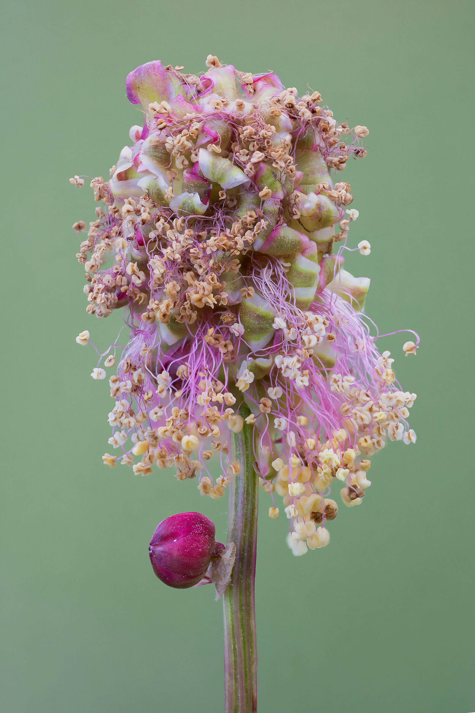 Sanguisorba