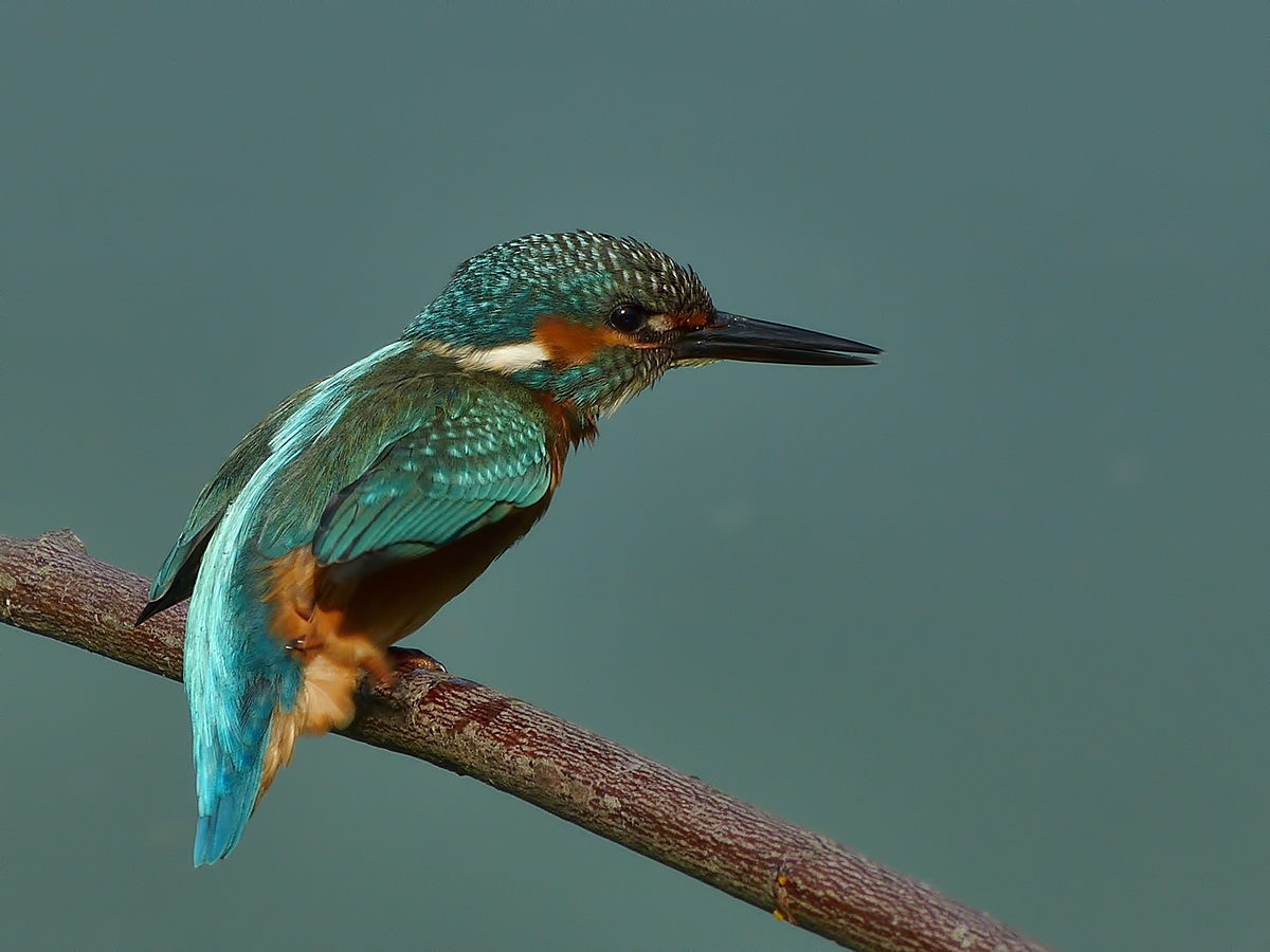 Puntamento rapido...