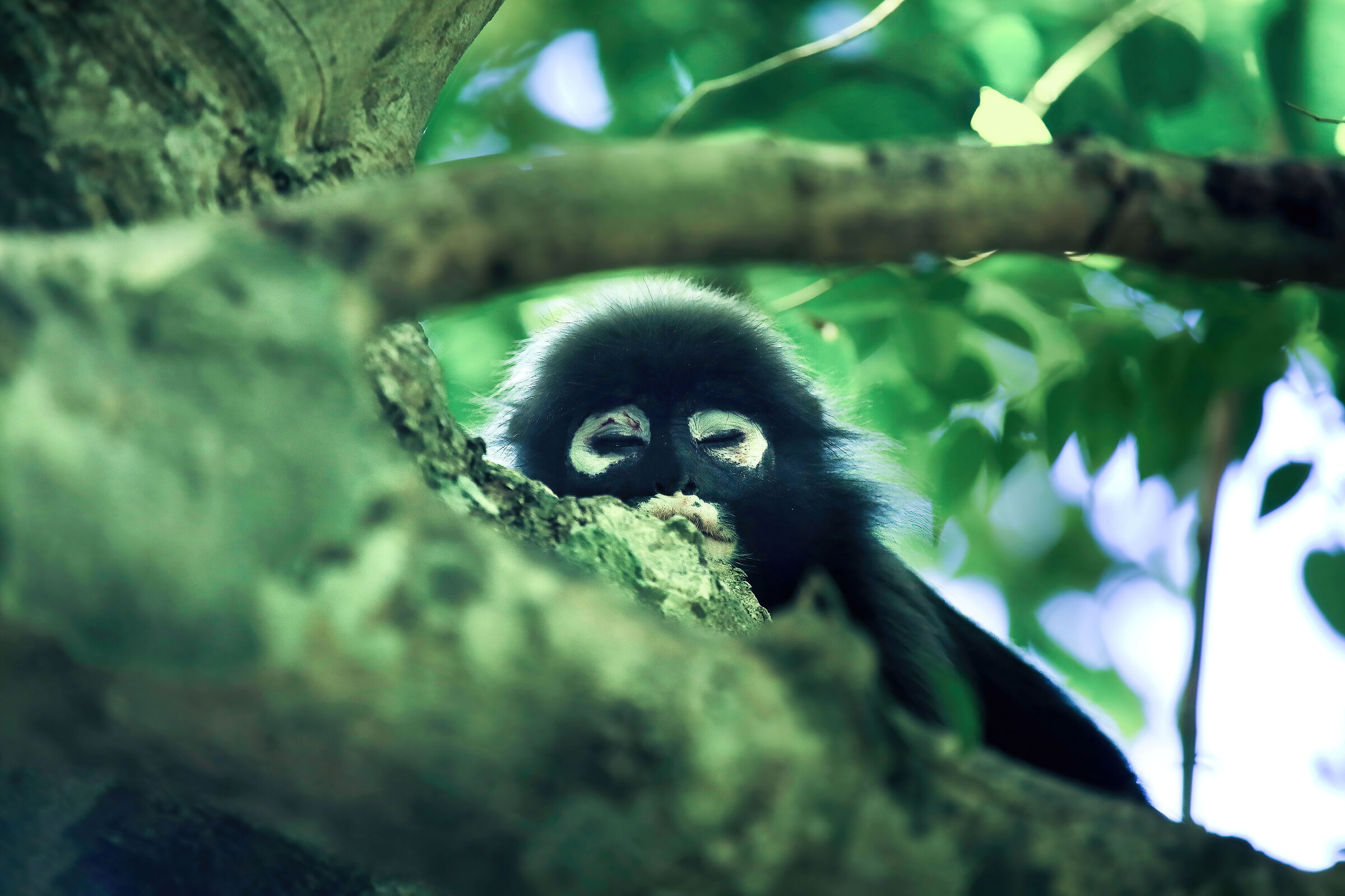Langur from glasses