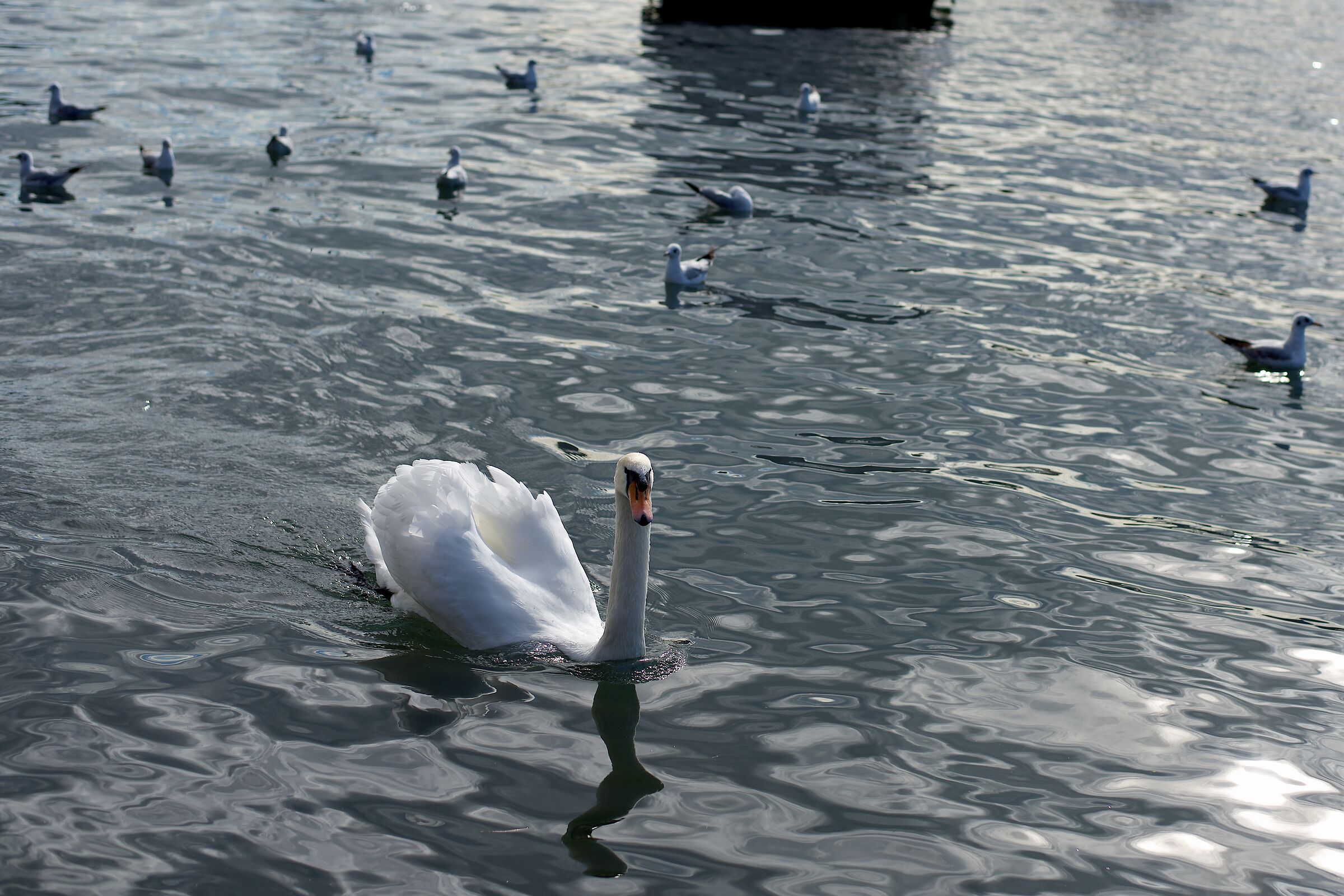 The swan