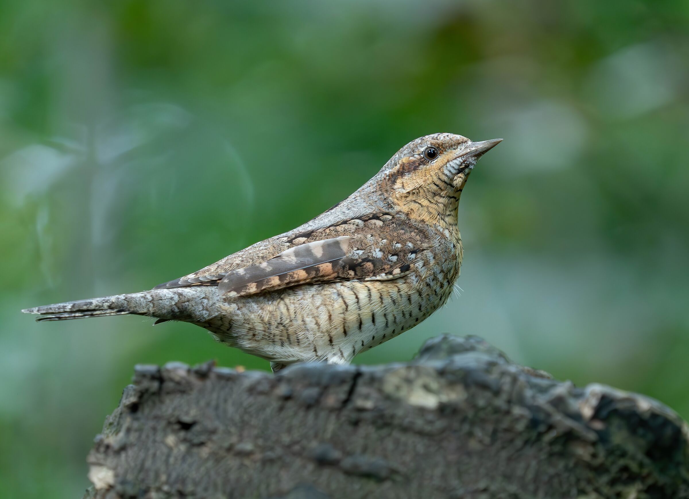 Wryneck