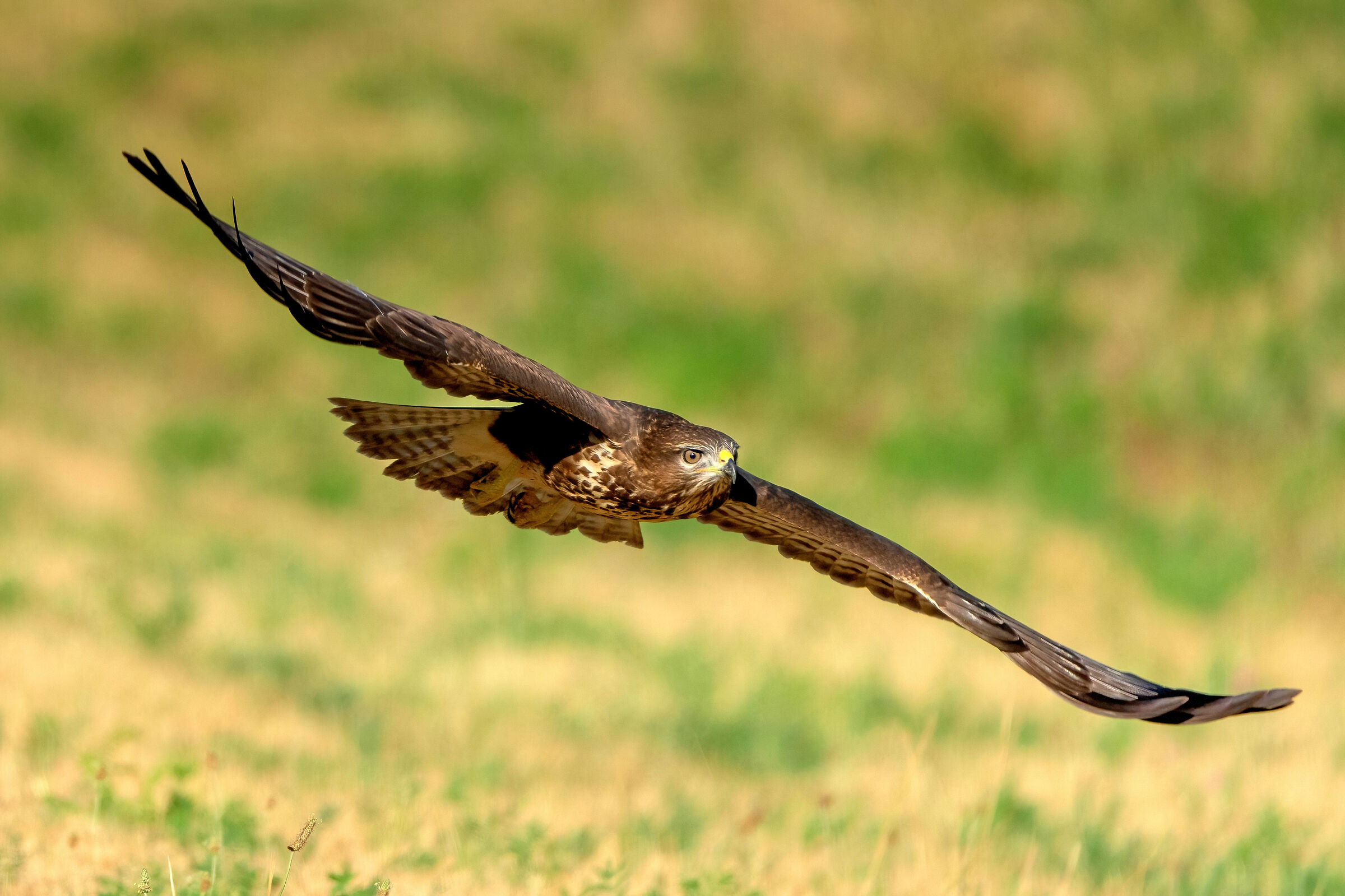 Buzzard (Buteo buteo)