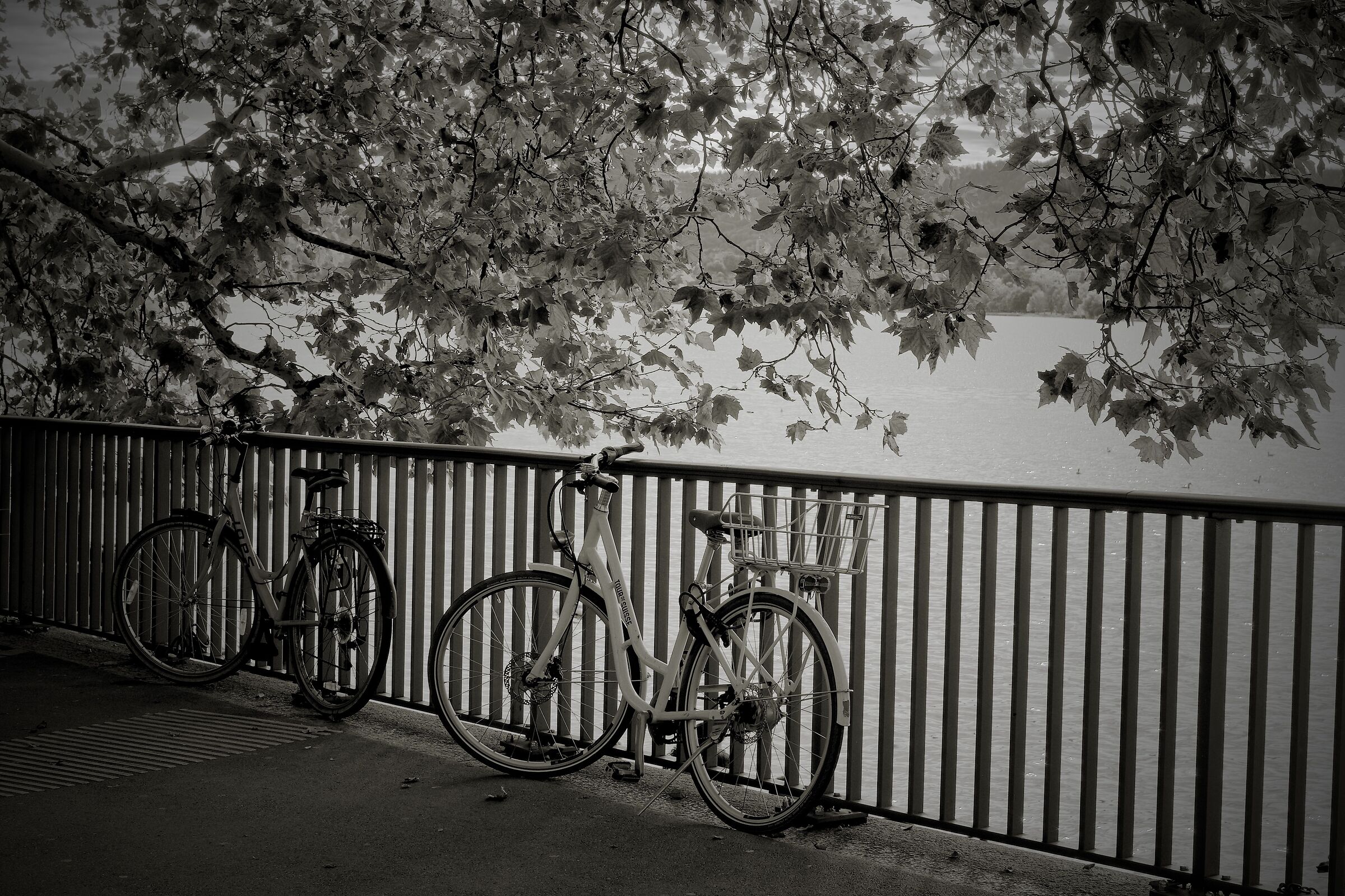 That branch of the lake....