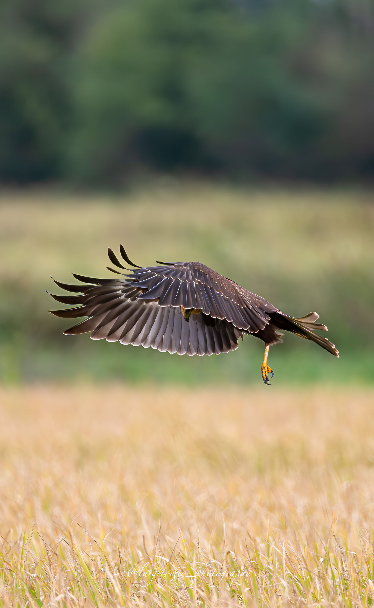 Gliding...