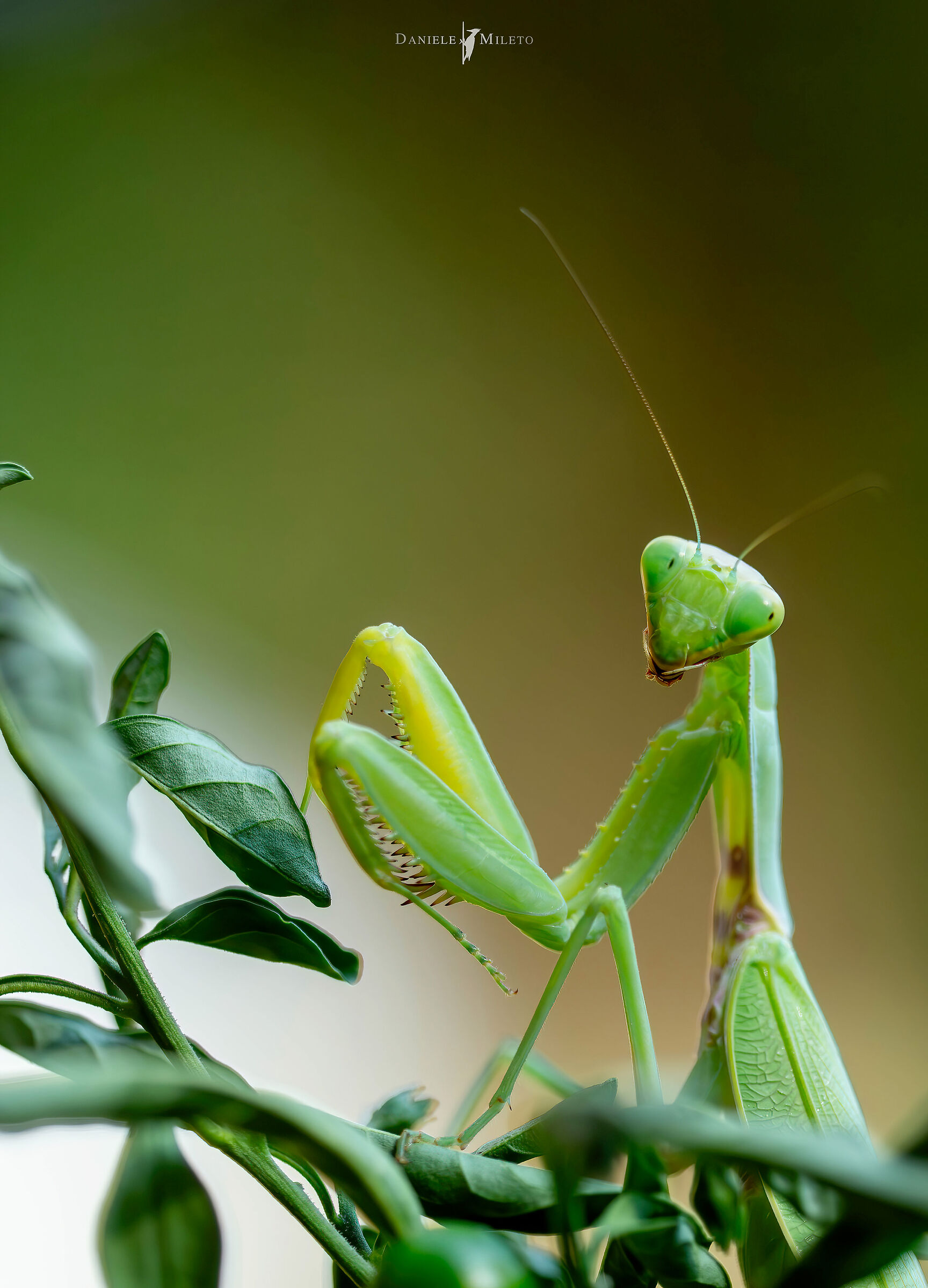 Aliens - Asian praying mantis
