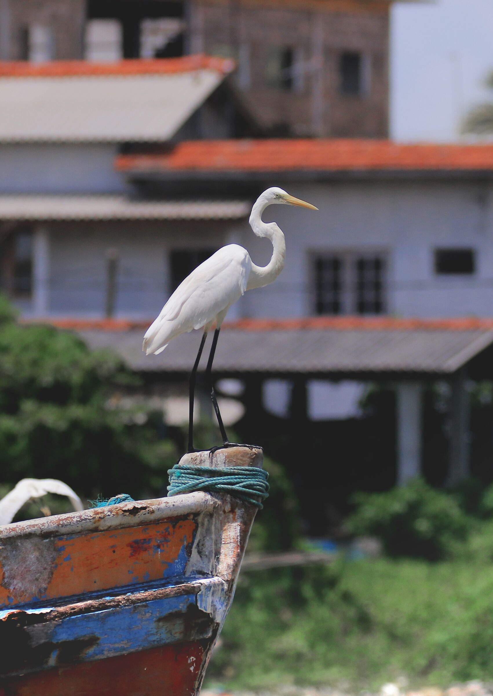 Urban wildlife -egret on boat