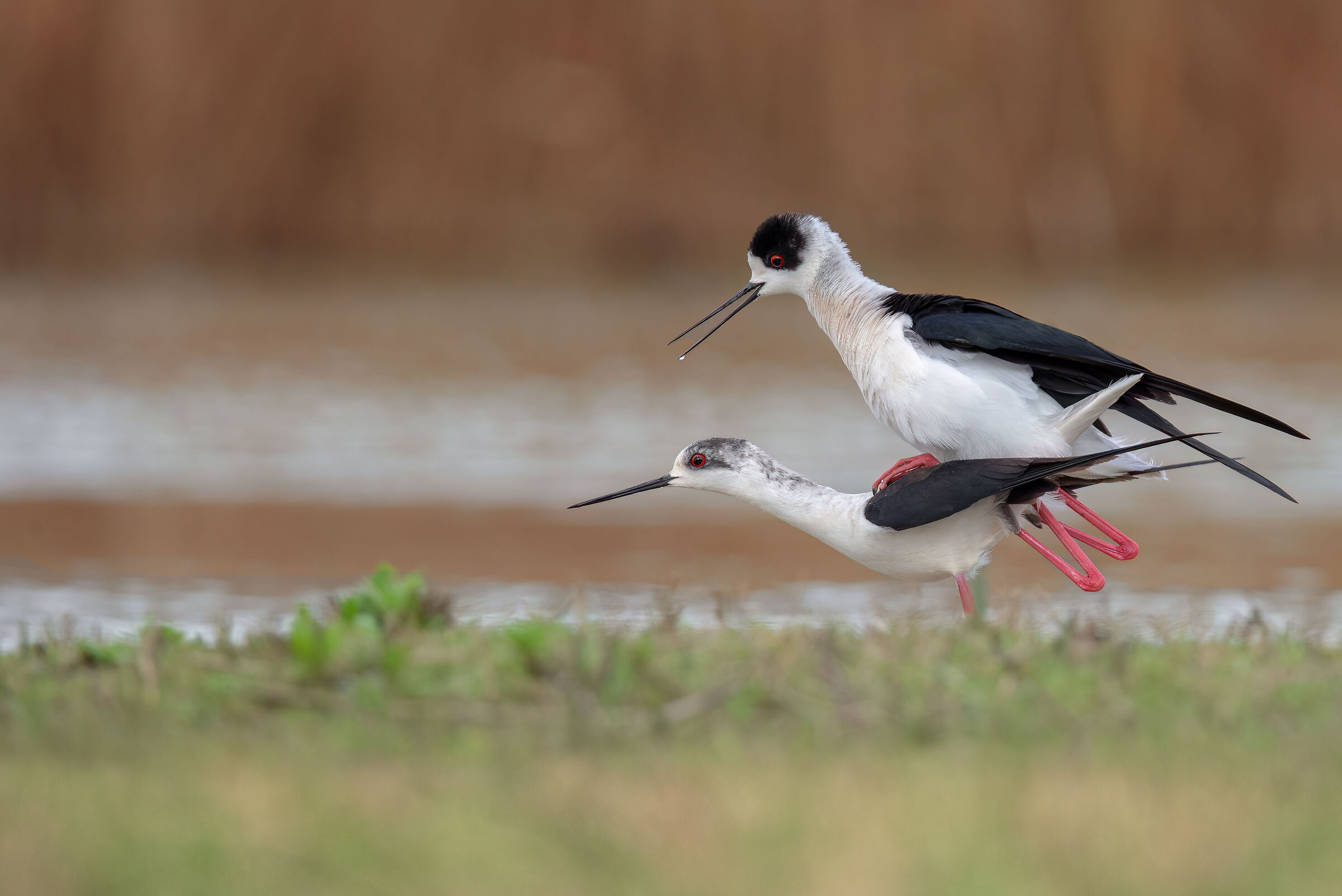 Black-winged Stilt | Himantopus himantopus (March 2024)