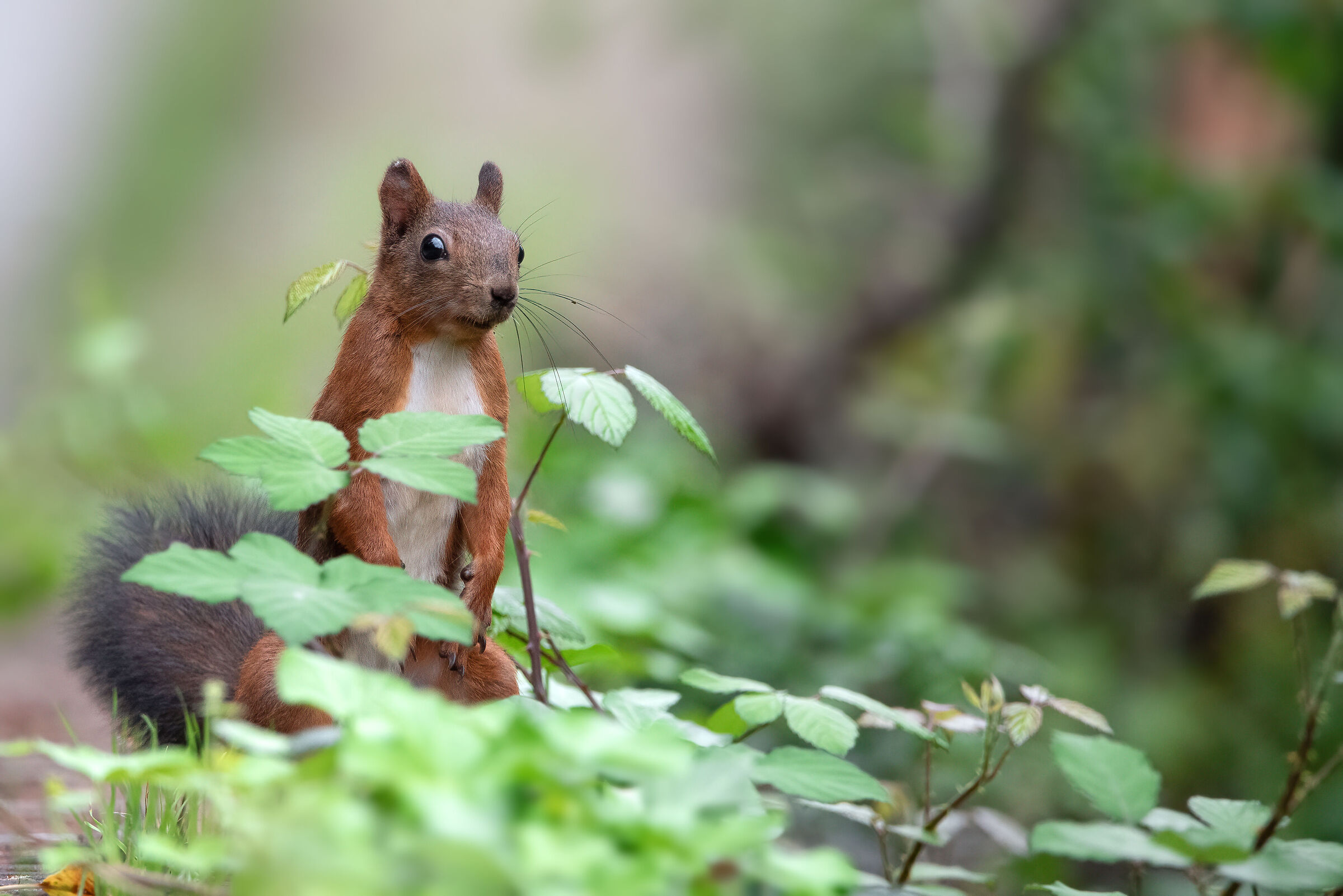 Red Squirrel | Sciurus vulgaris (Tuscany-October24)