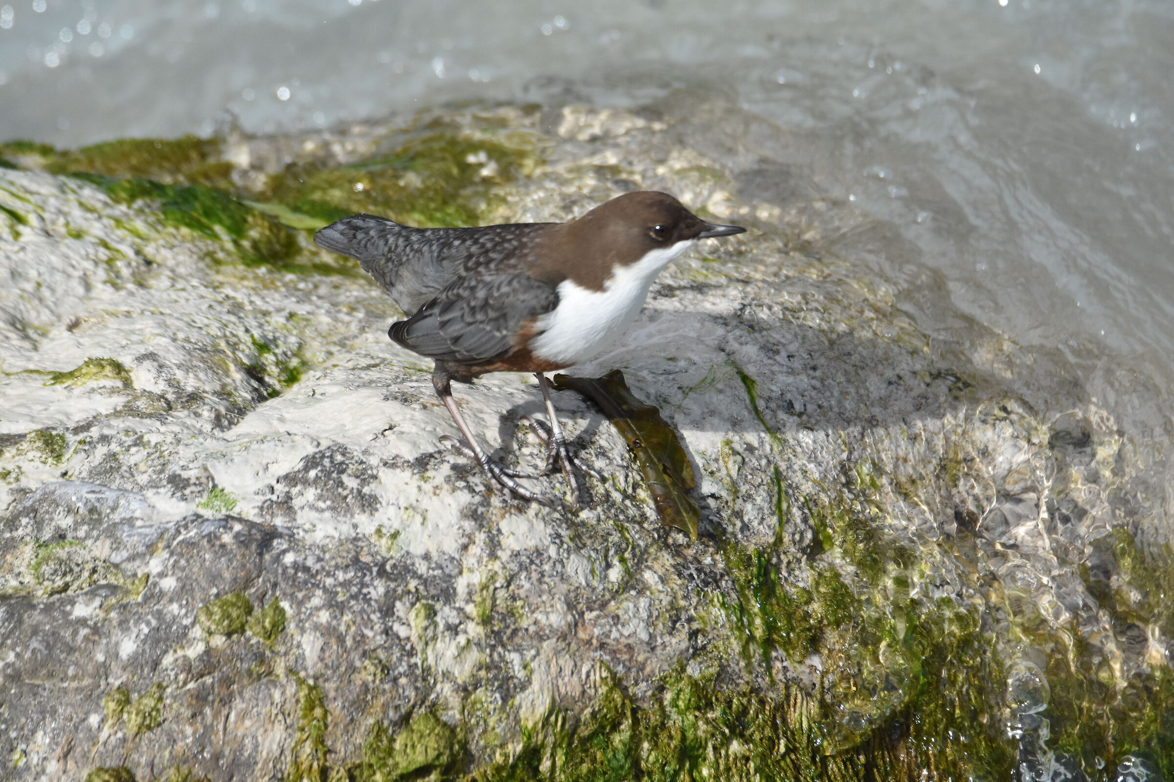 WHITE-THROATED DIPPER