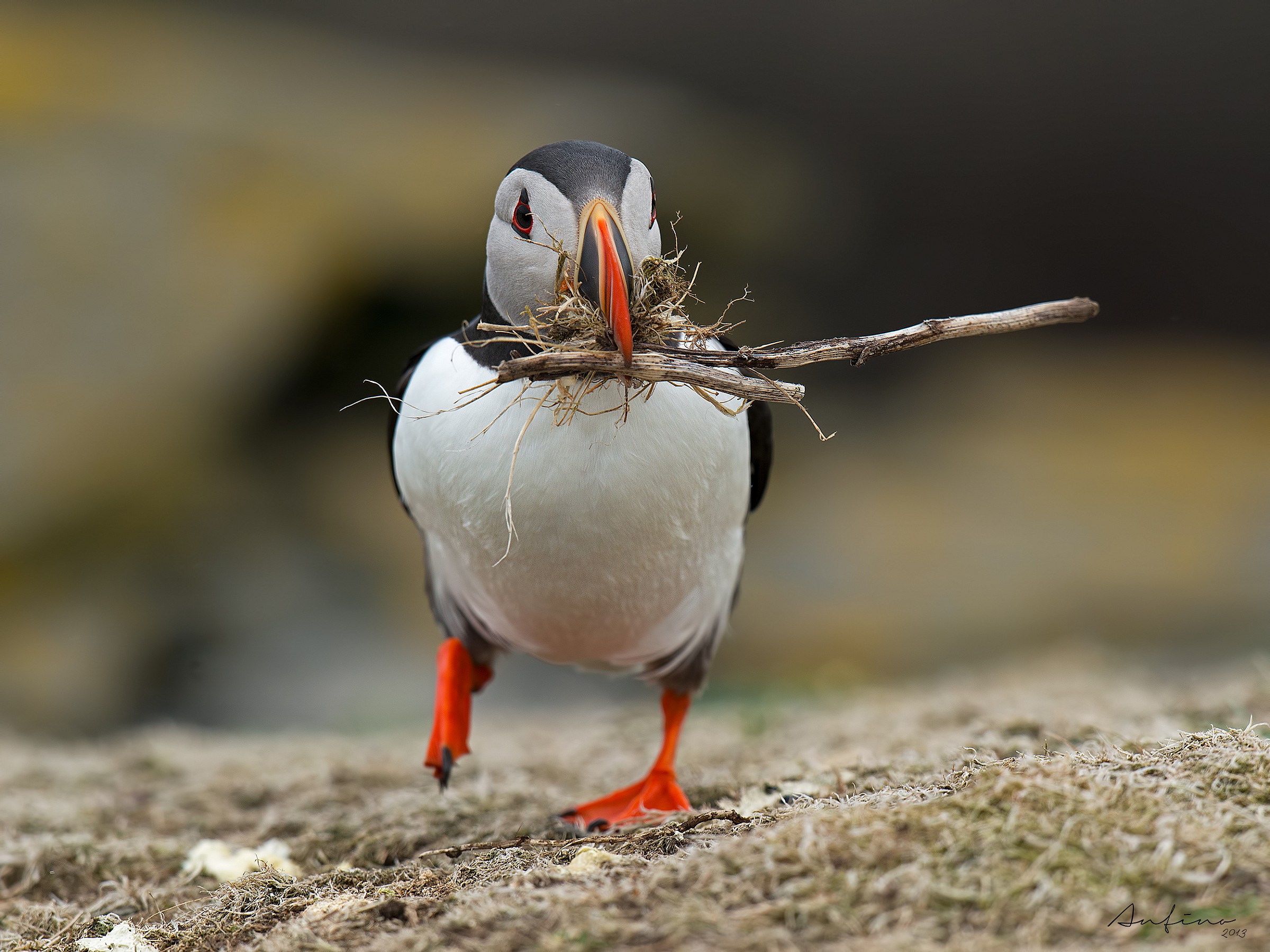 Puffin