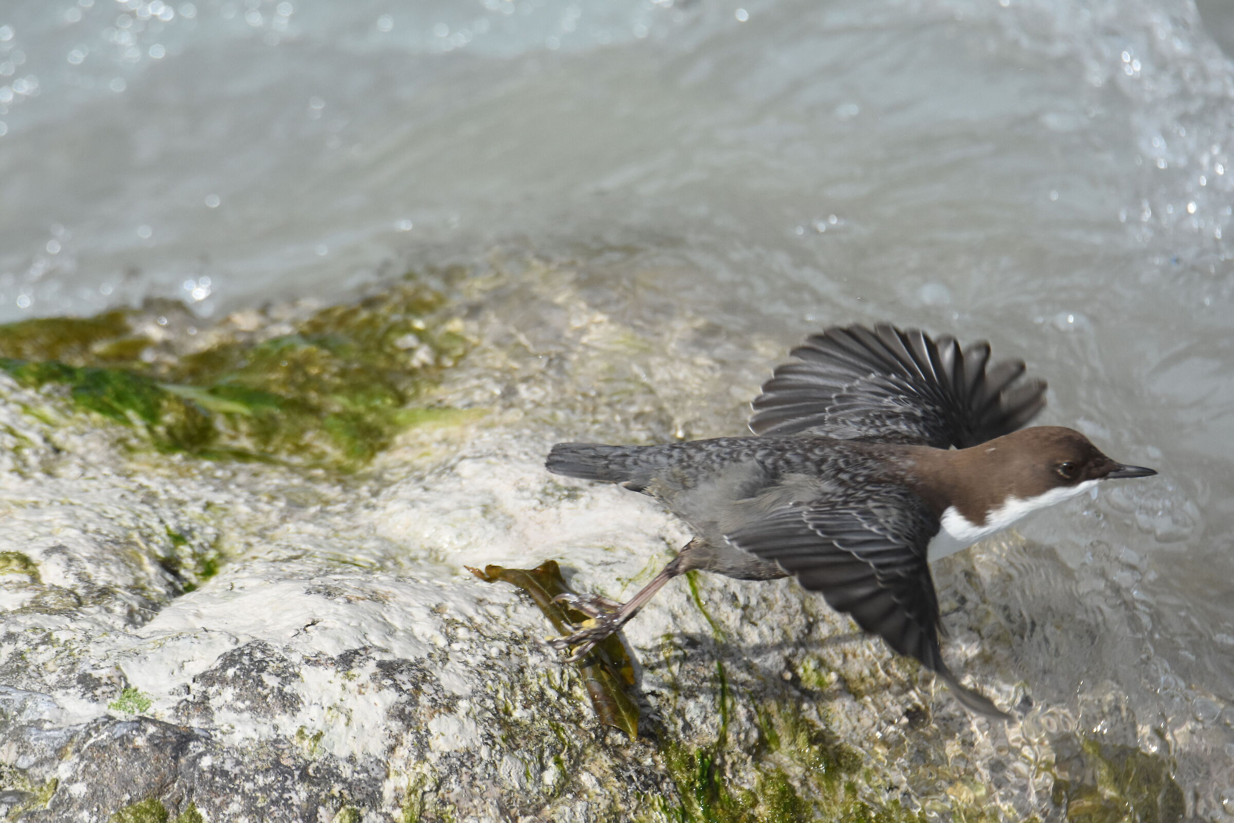 WHITE-THROATED DIPPER