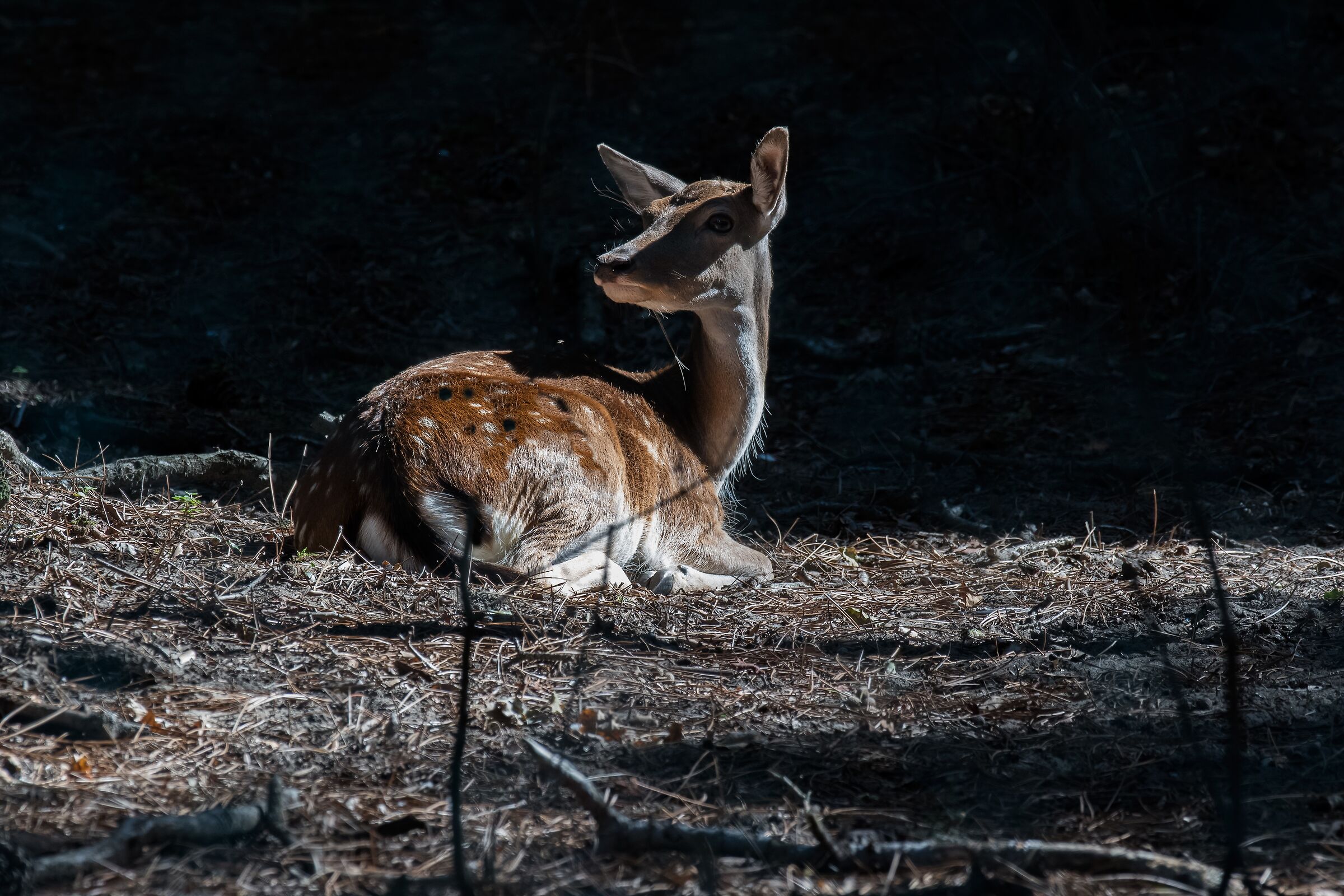 Fallow deer in the sun