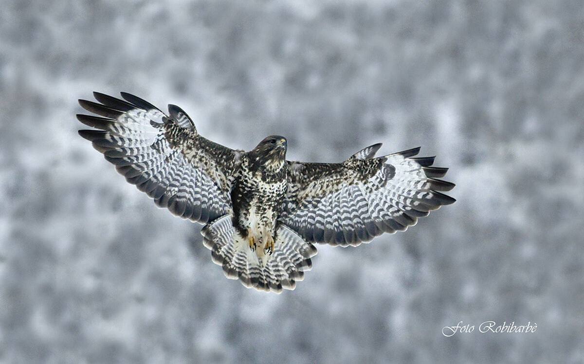 Poiana...tutta apertura...