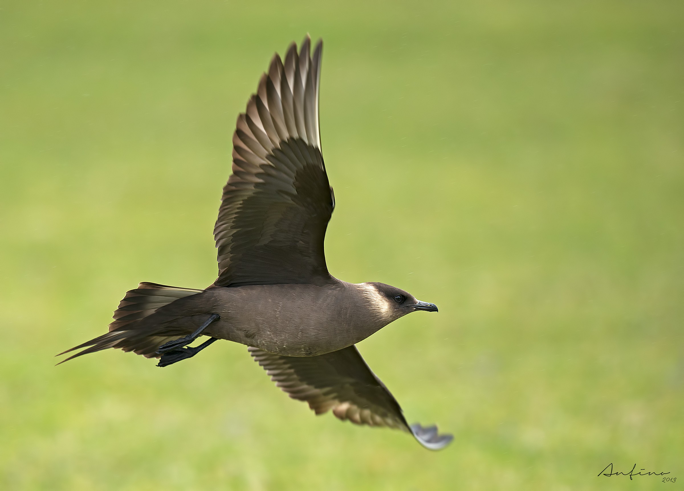 Long-tailed Jaeger