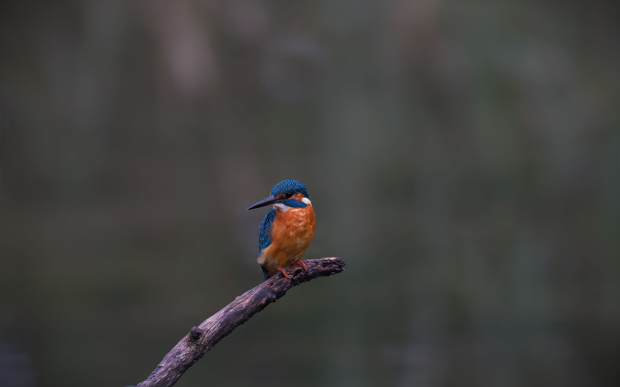 kingfisher