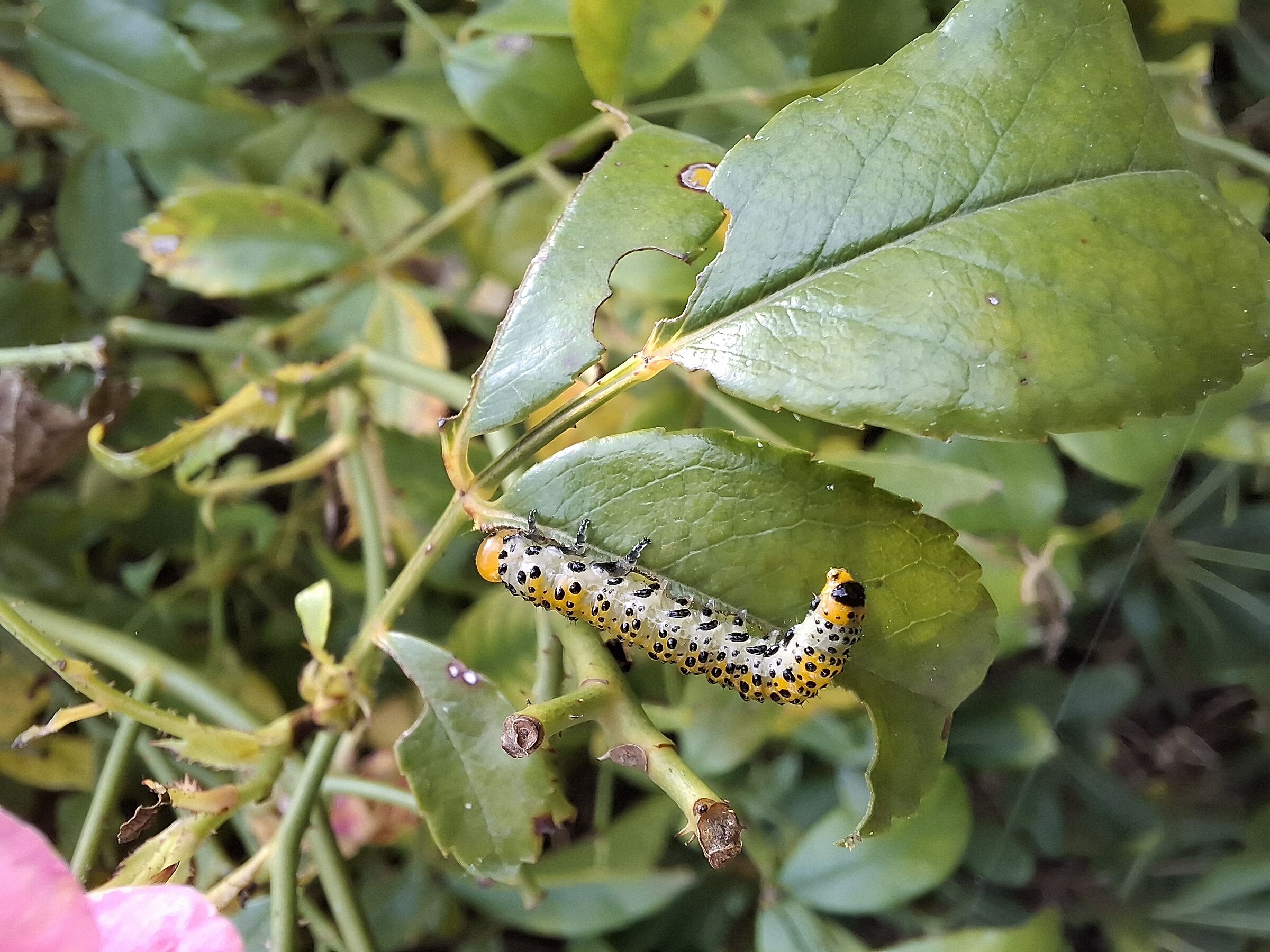 Autumn caterpillar