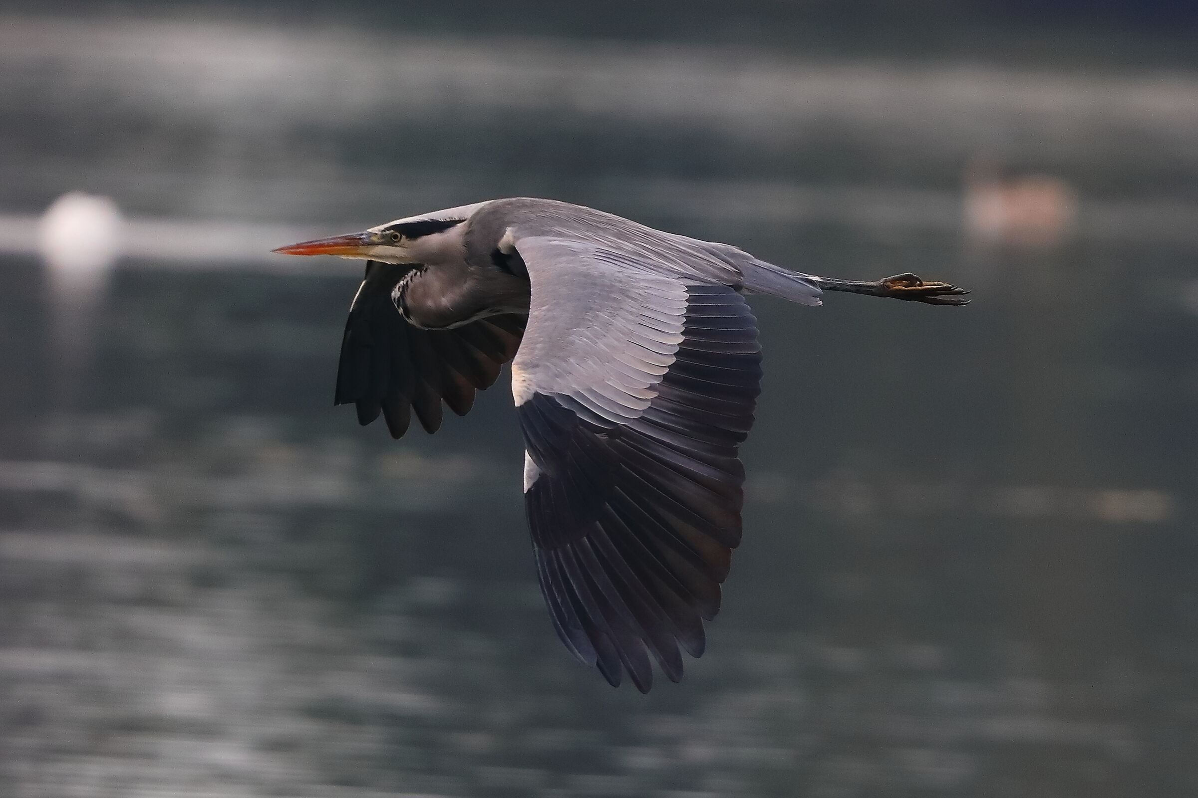 Cenerino 06 ottobre 2024 - 0146