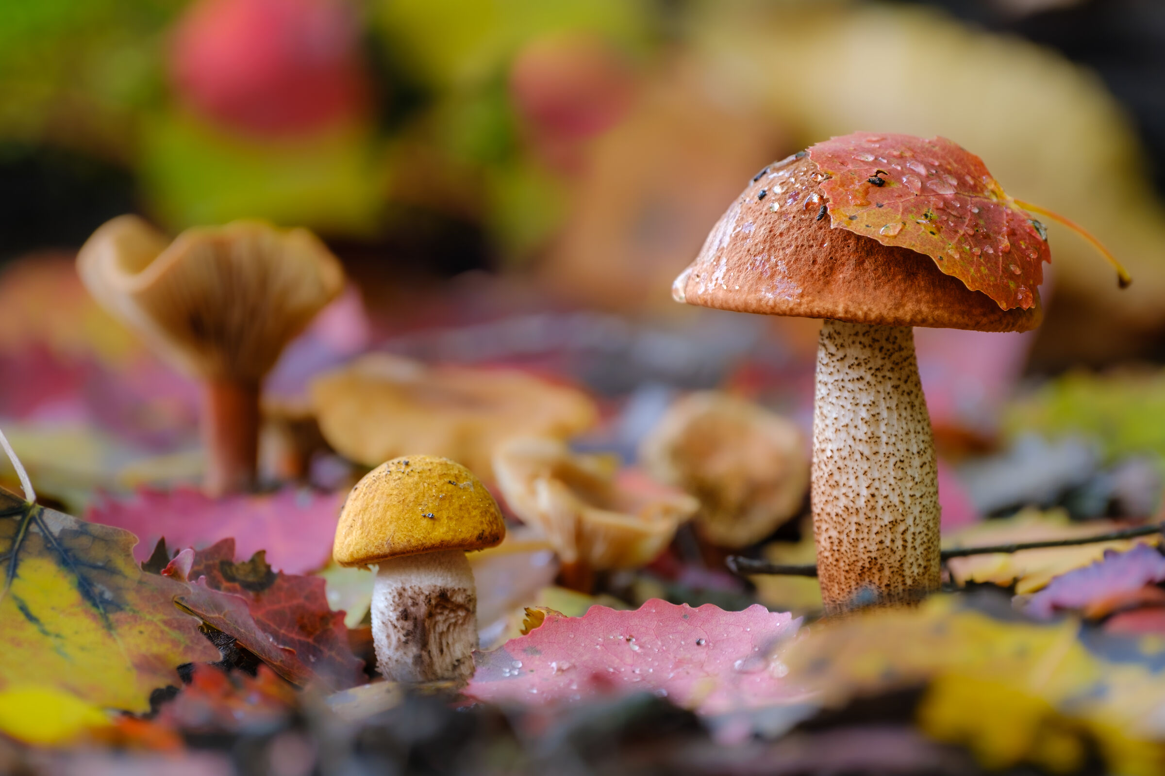 Leccinum