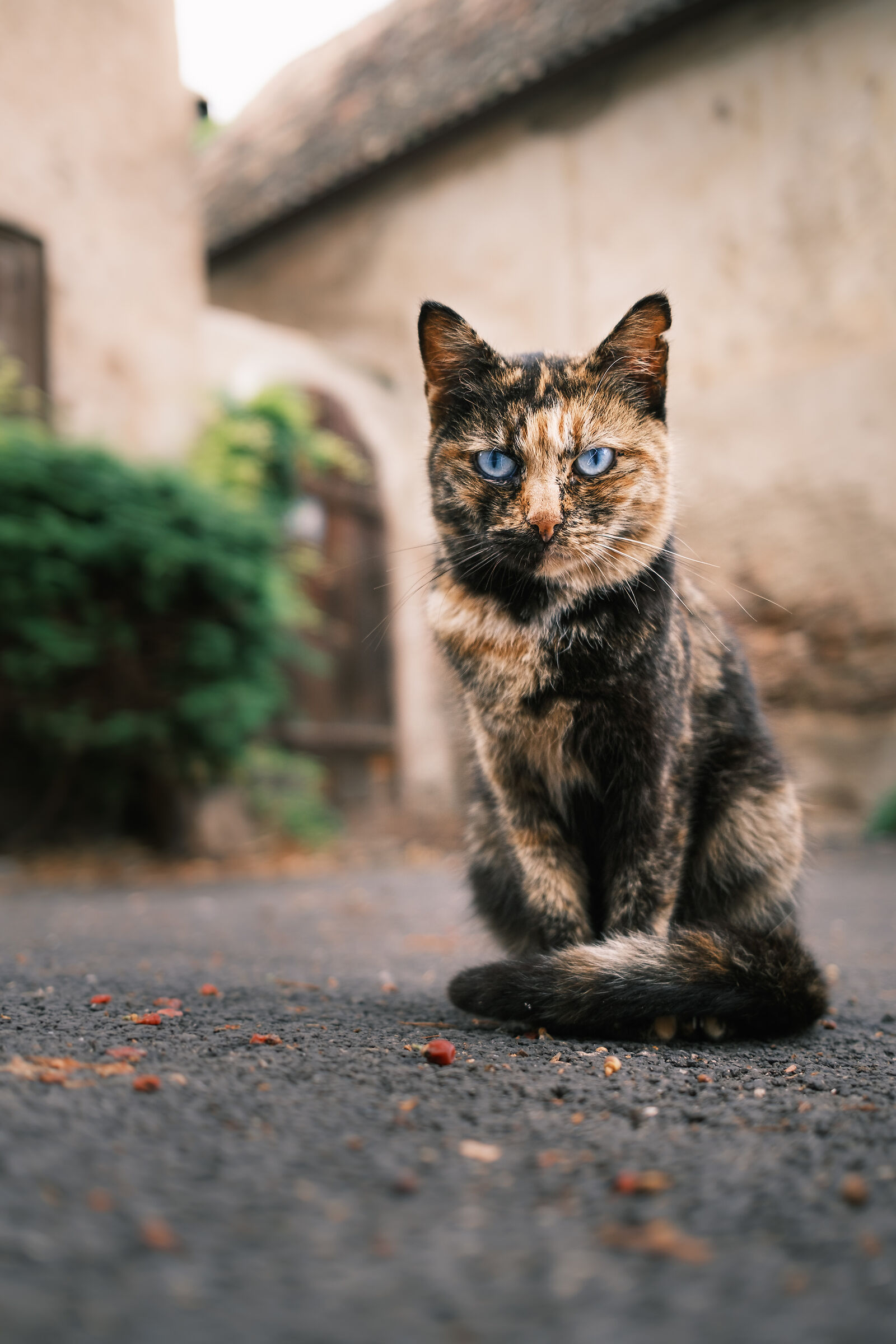 Guardian