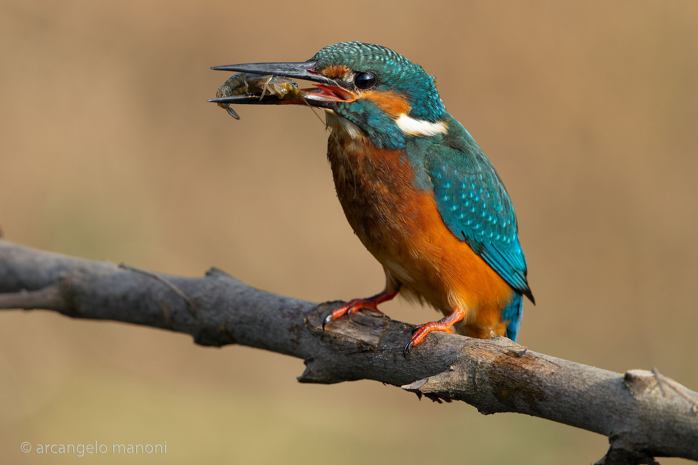 L'ultimo gambero di fiume