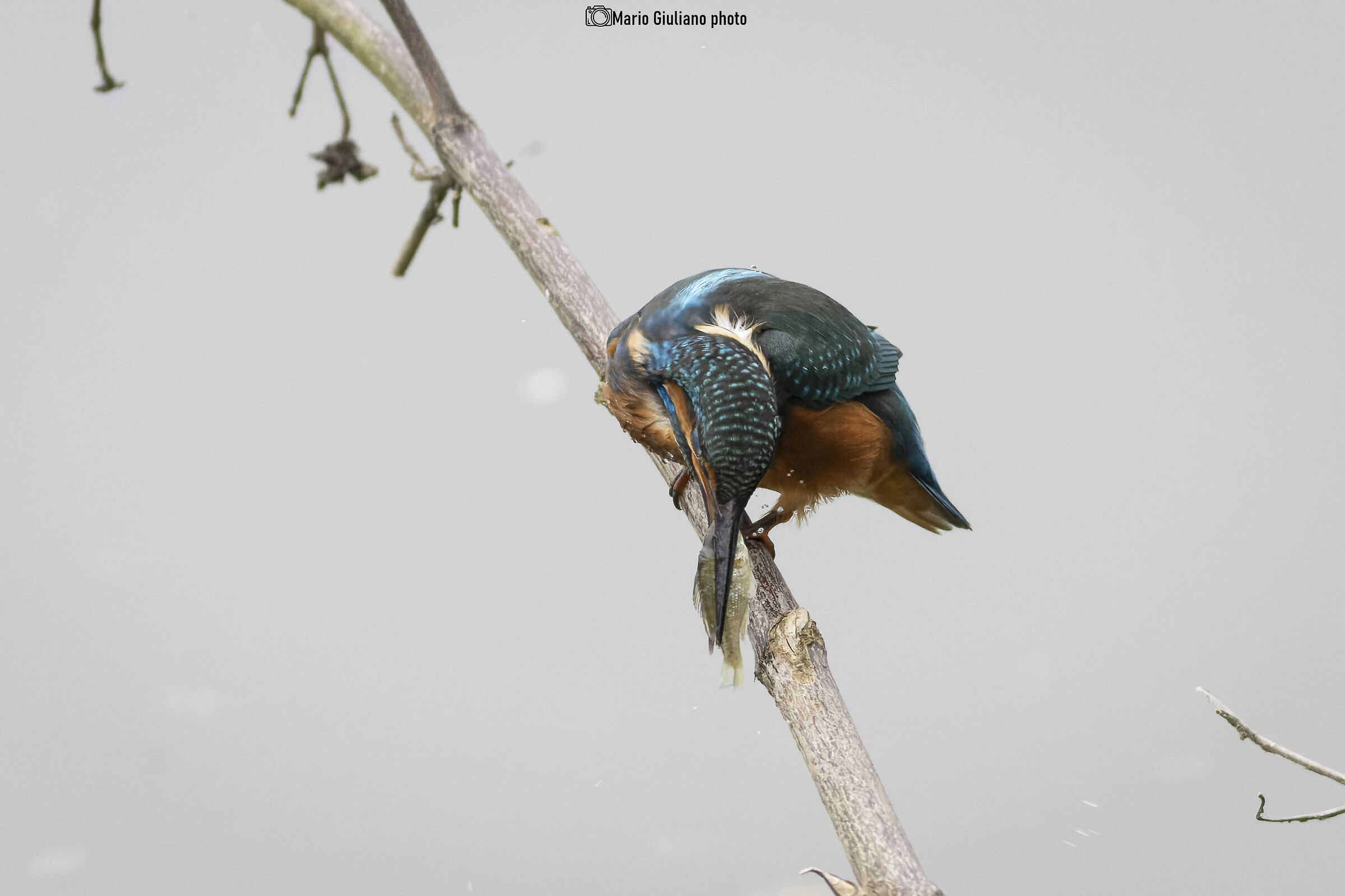Kingfisher