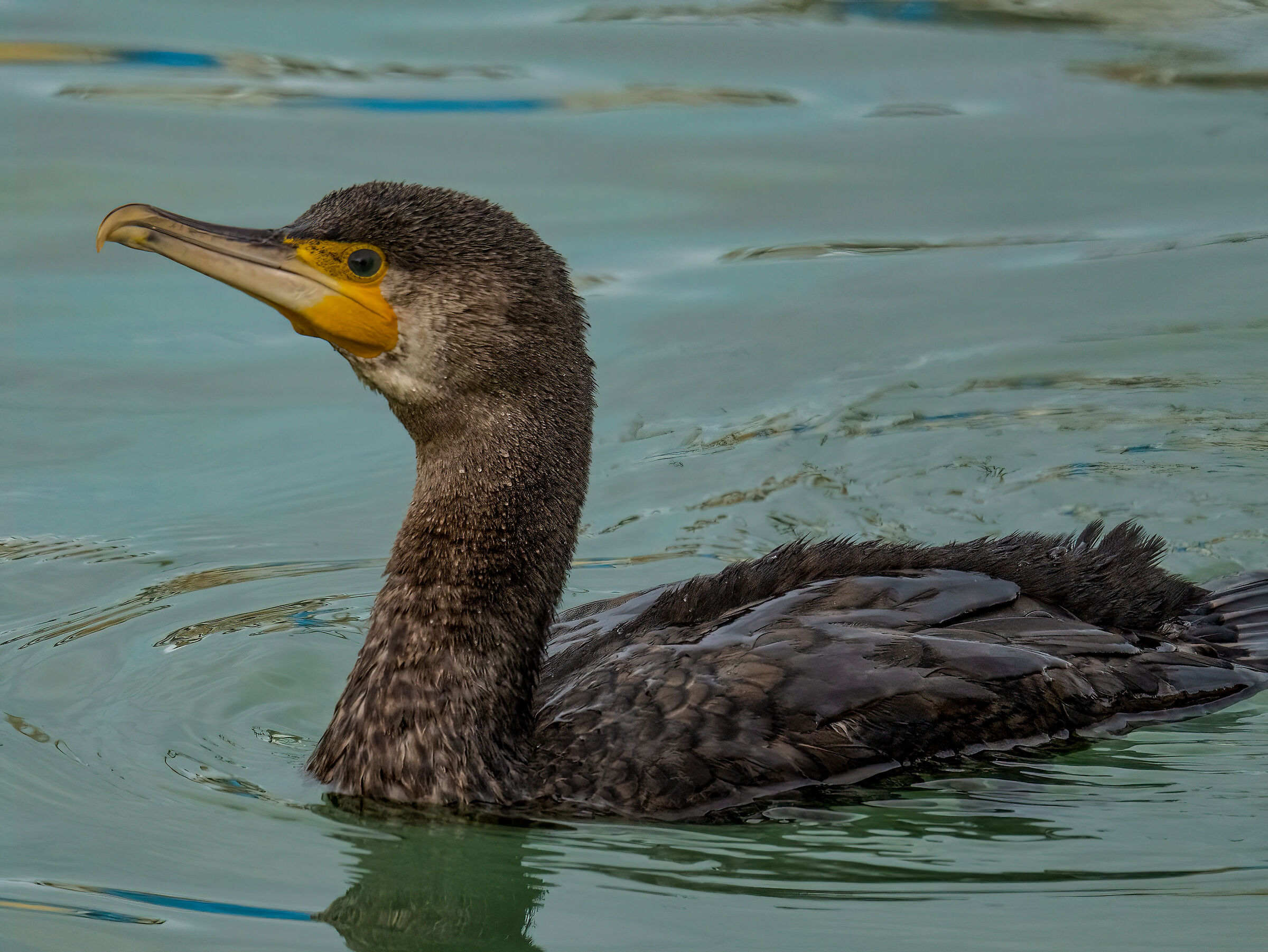 Cormorant