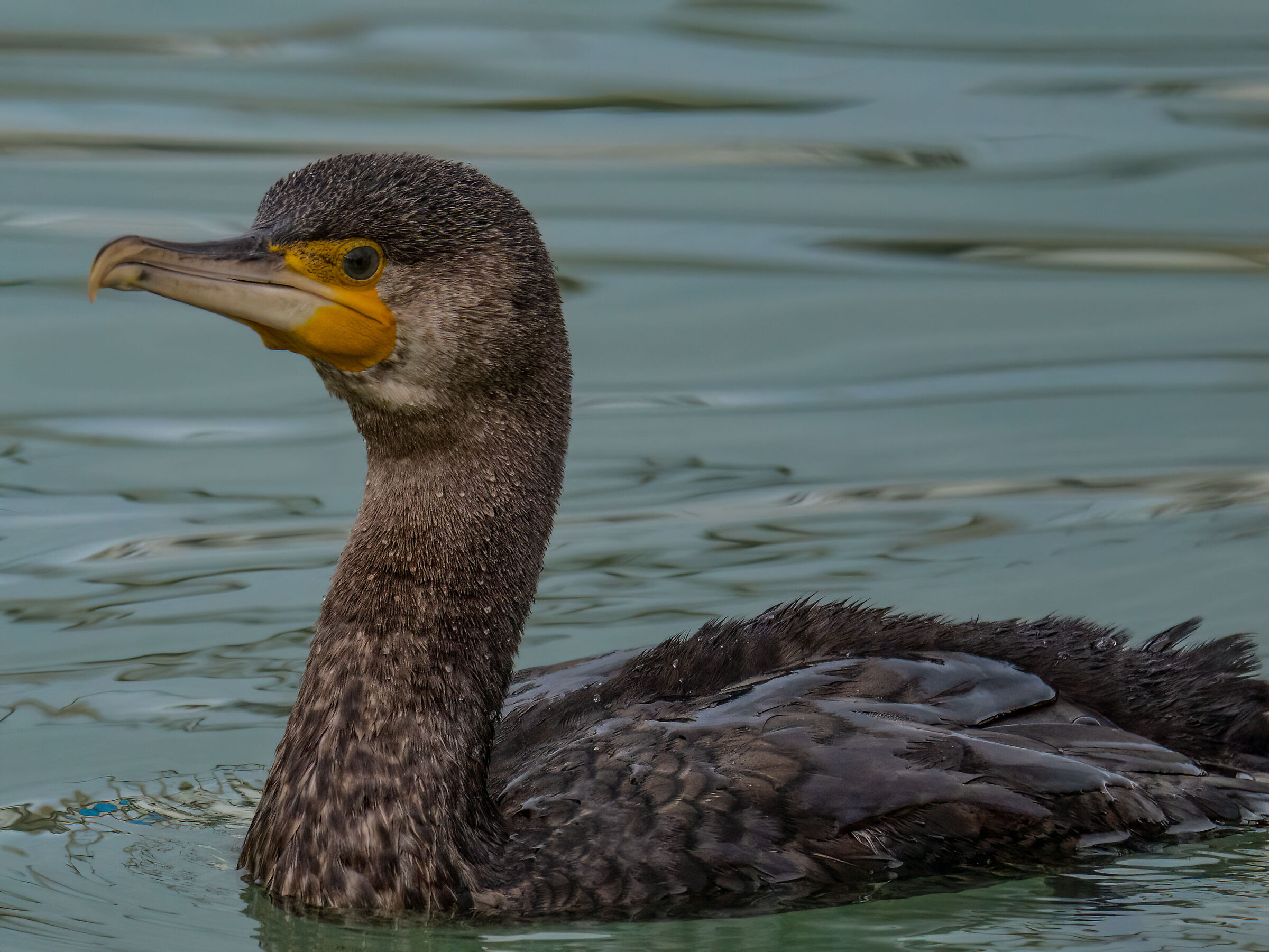 Cormorant