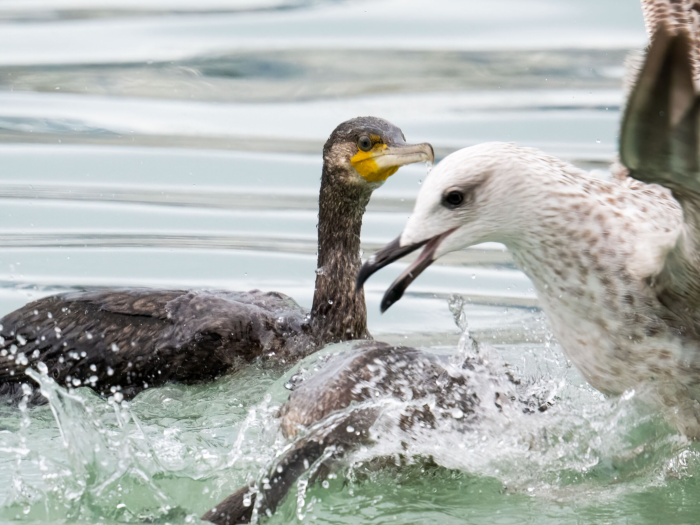Cormorant and herring gull