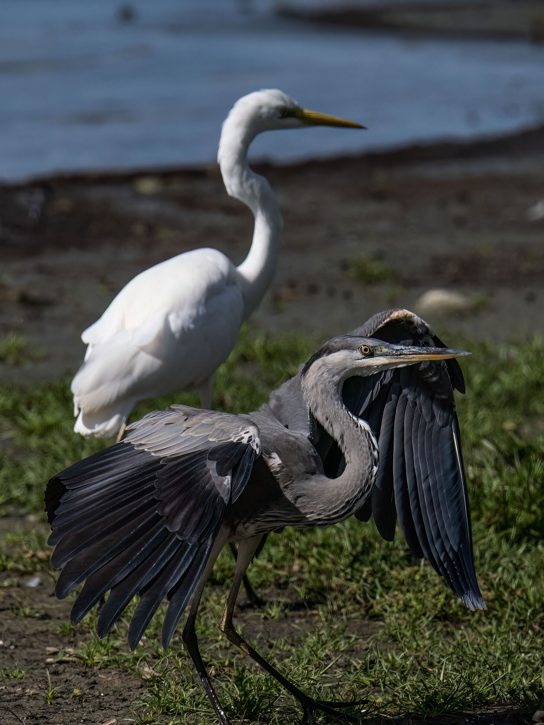 White Heron and Grey Heron
