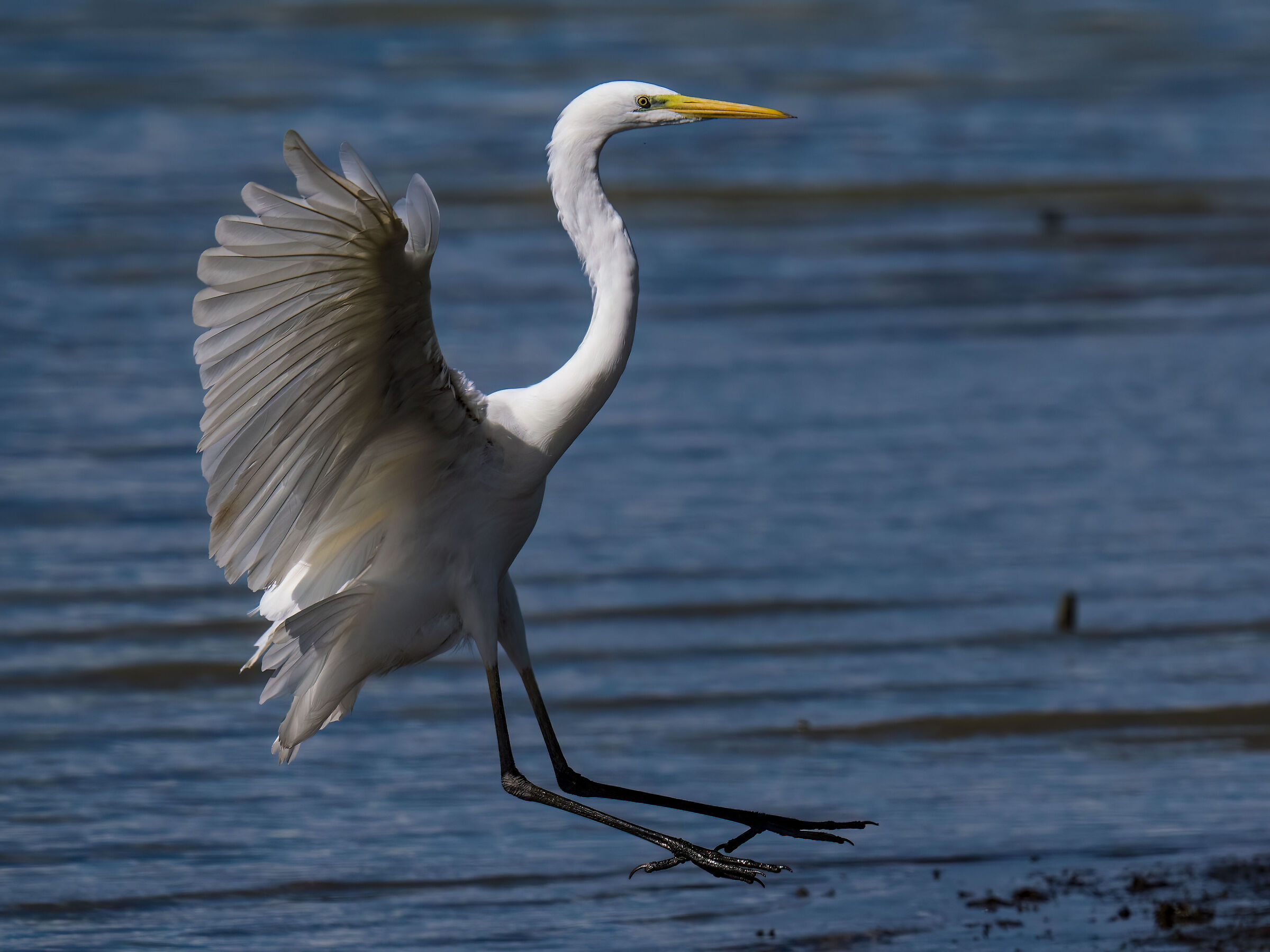 Great Egret