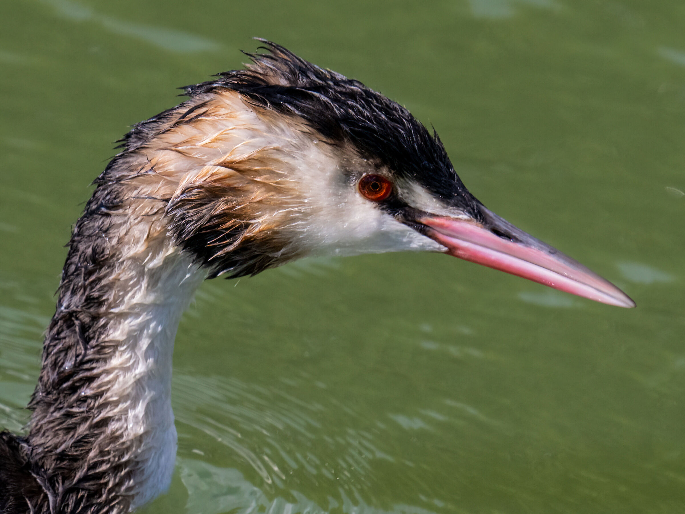 Grebe